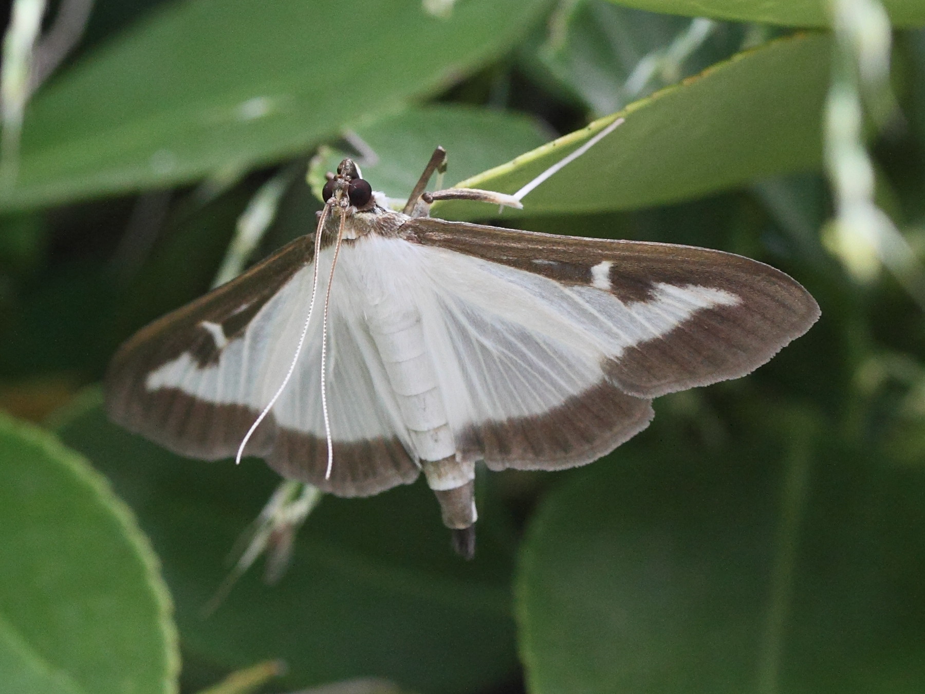 cydalima_perspectalis2md