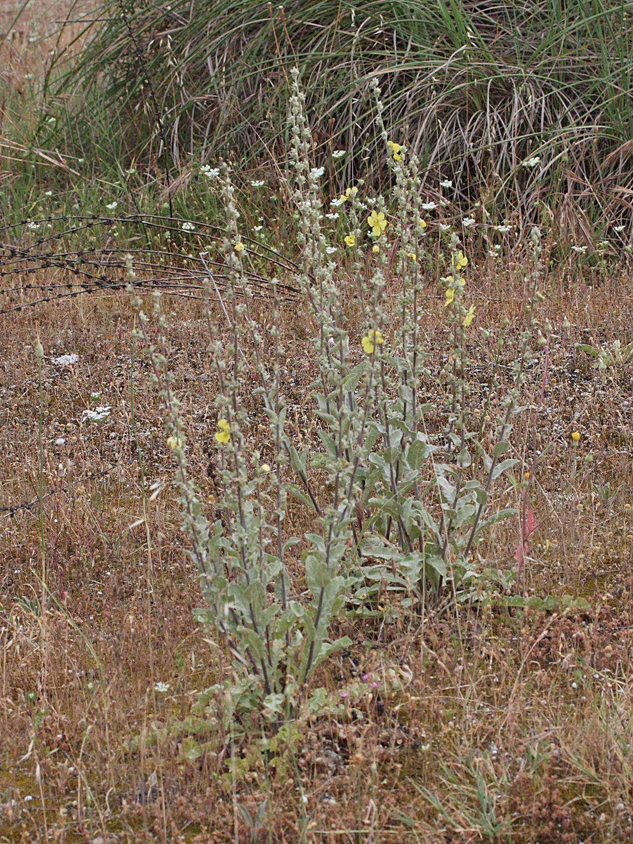 Afficher le média verbascum_undulatum1md verbascum_undulatum1md