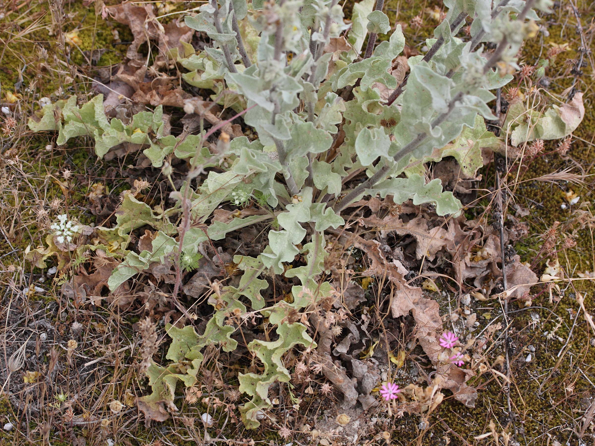 Afficher le média verbascum_undulatum2md verbascum_undulatum2md