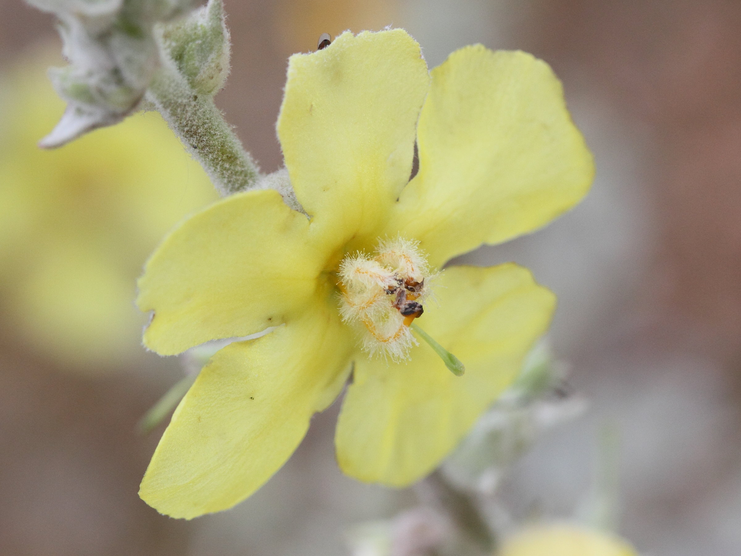 Afficher le média verbascum_undulatum3md verbascum_undulatum3md