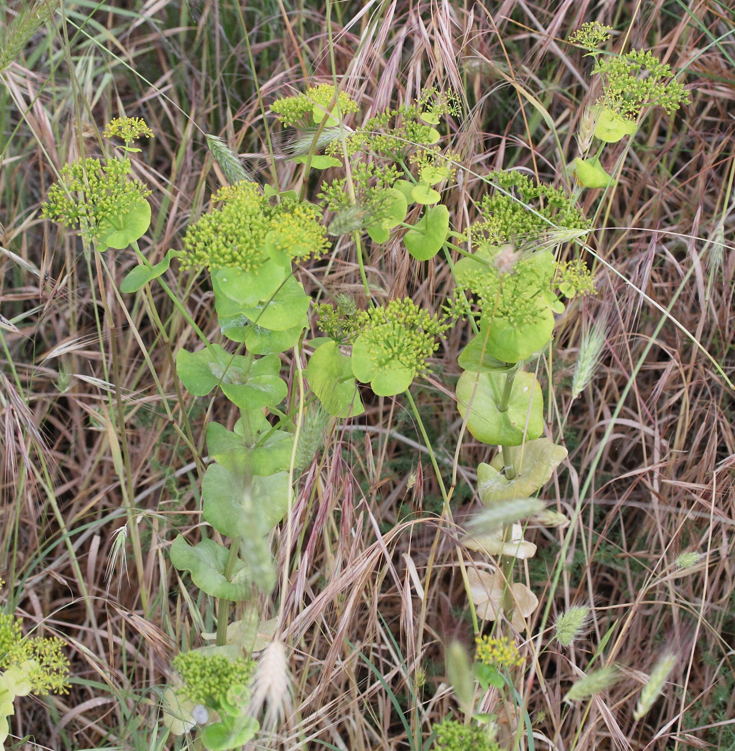 Afficher le média smyrnium_perfoliatum_rotundifolium1md smyrnium_perfoliatum_rotundifolium1md