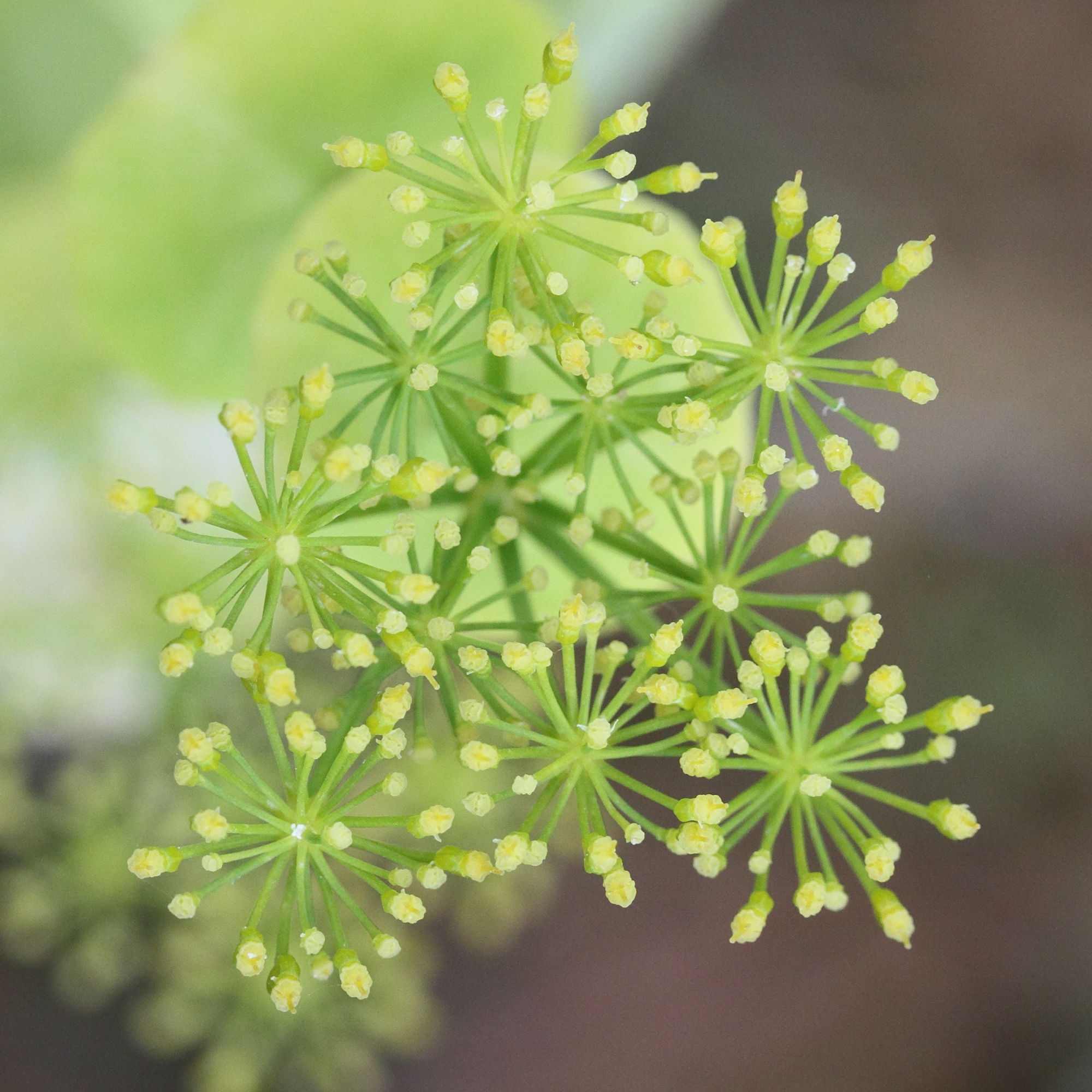 Afficher le média smyrnium_perfoliatum_rotundifolium2md smyrnium_perfoliatum_rotundifolium2md