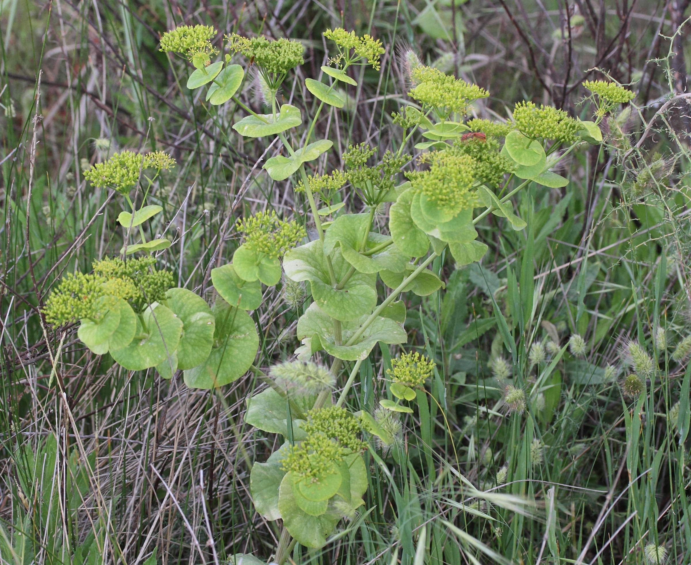 Afficher le média smyrnium_perfoliatum_rotundifolium3md smyrnium_perfoliatum_rotundifolium3md