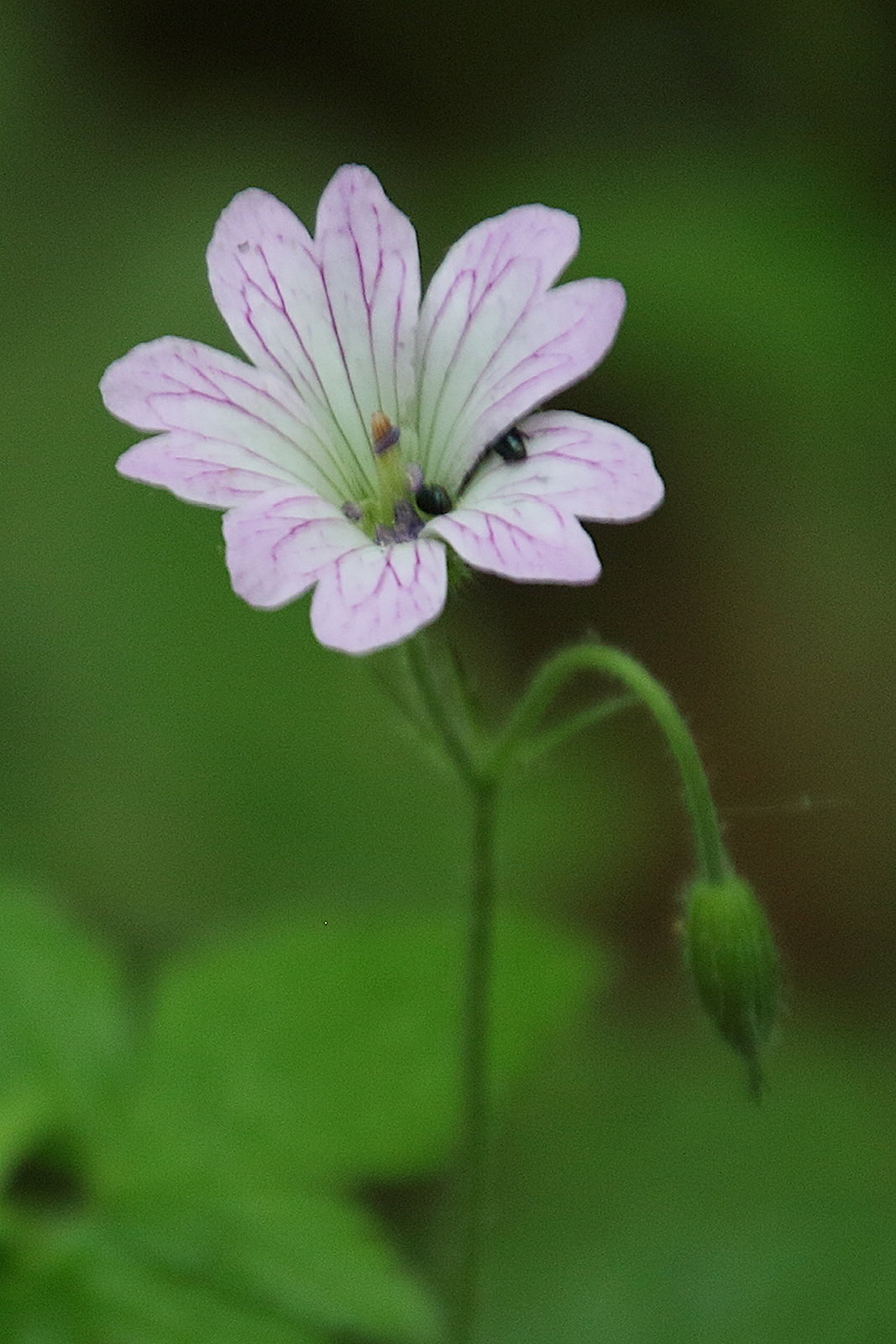 geranium_versicolor1bd