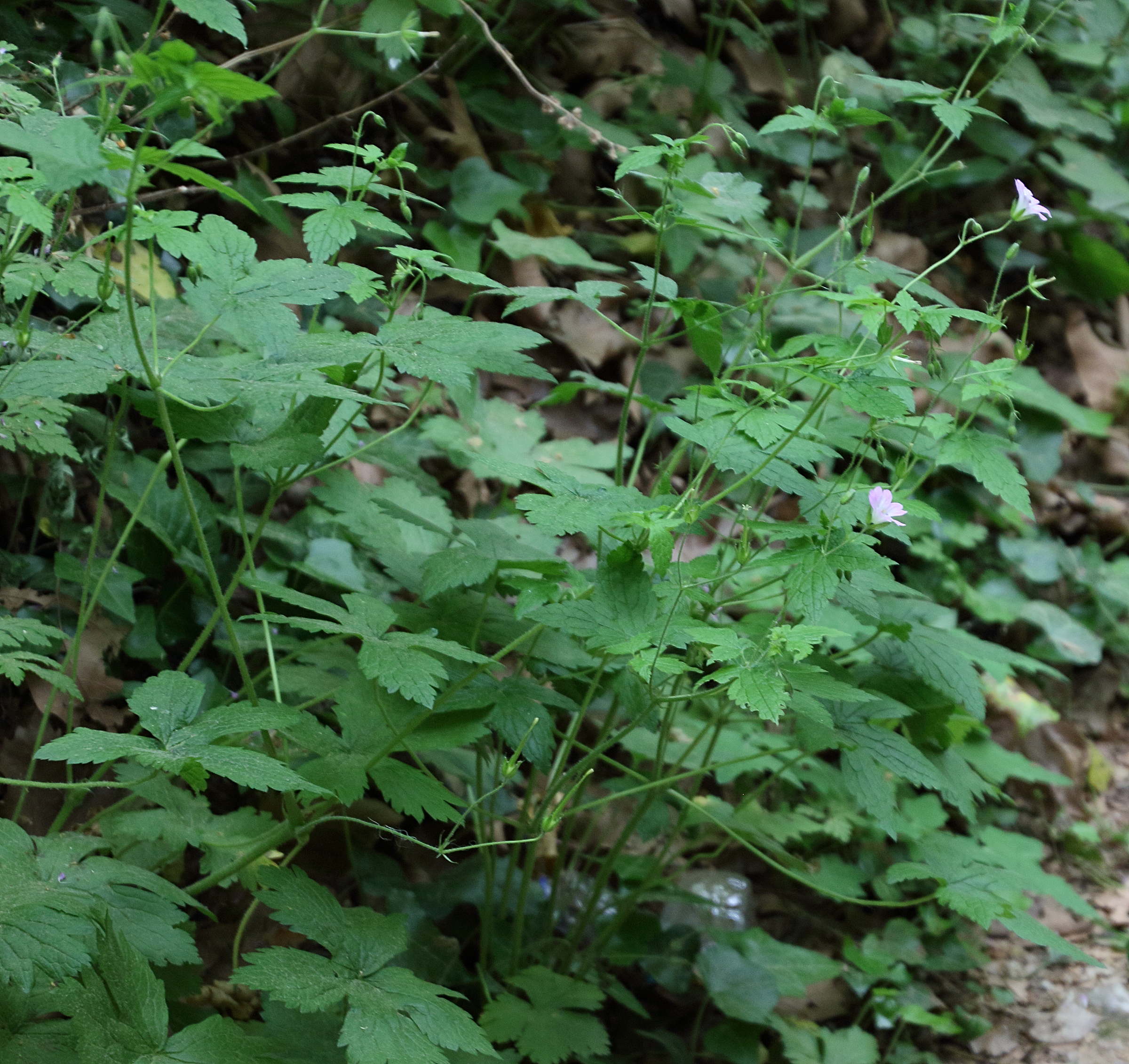geranium_versicolor2bd