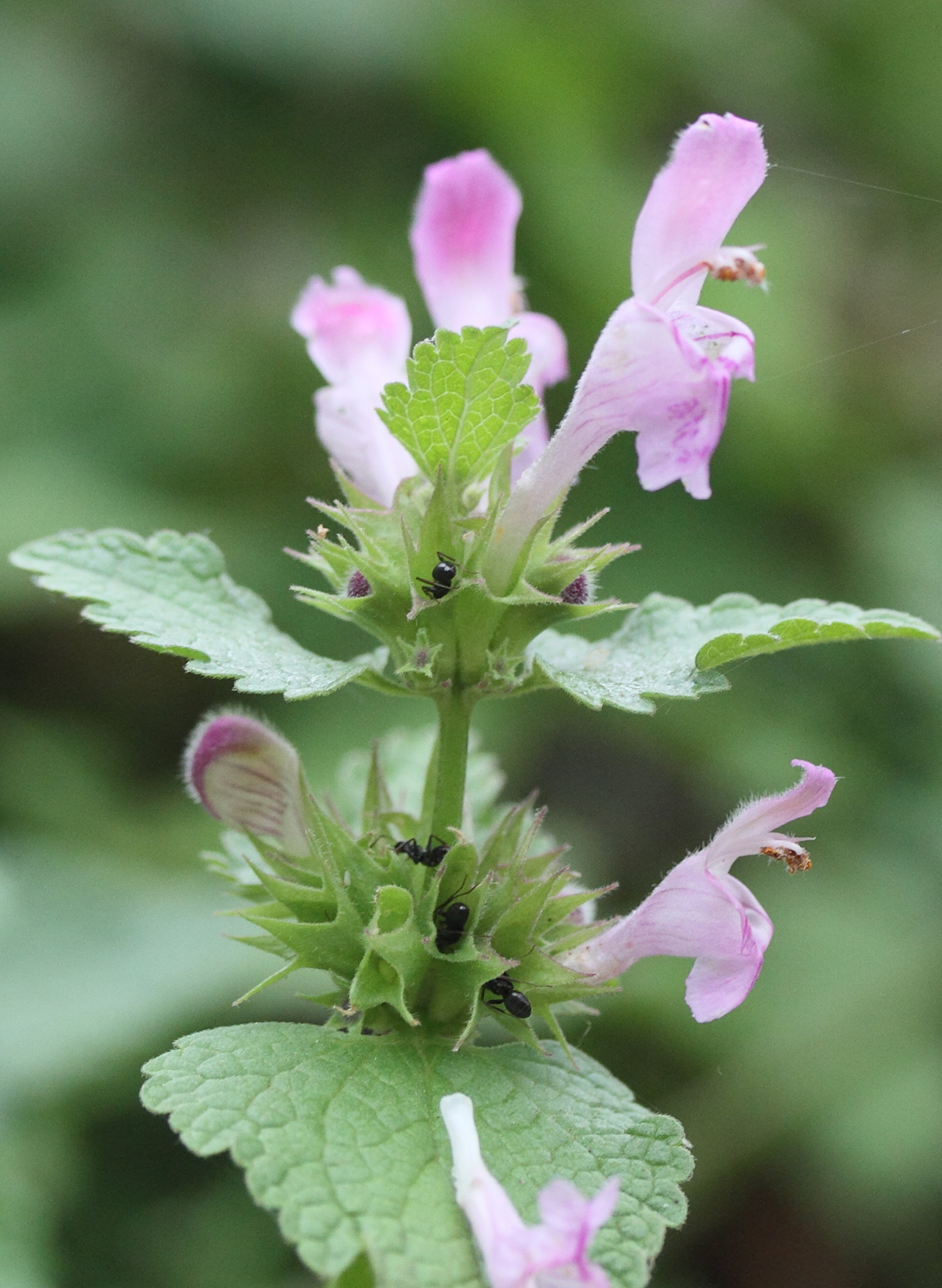 lamium_garganicum1md