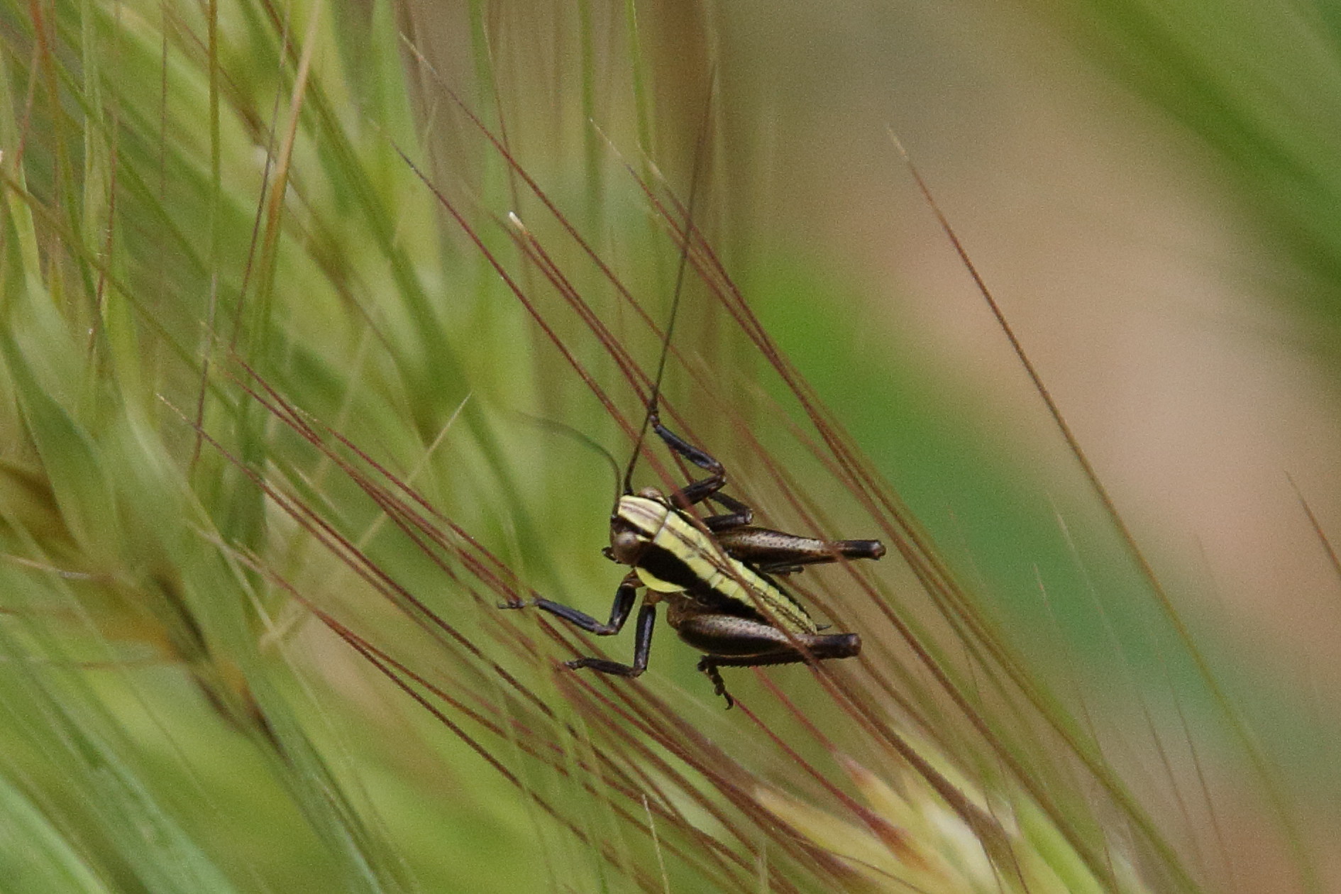 yersinella_raymondii1bd