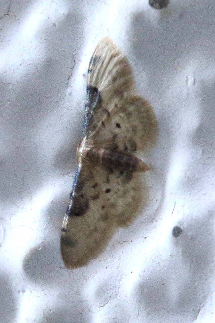 Afficher le média idaea_filicata2bd idaea_filicata2bd