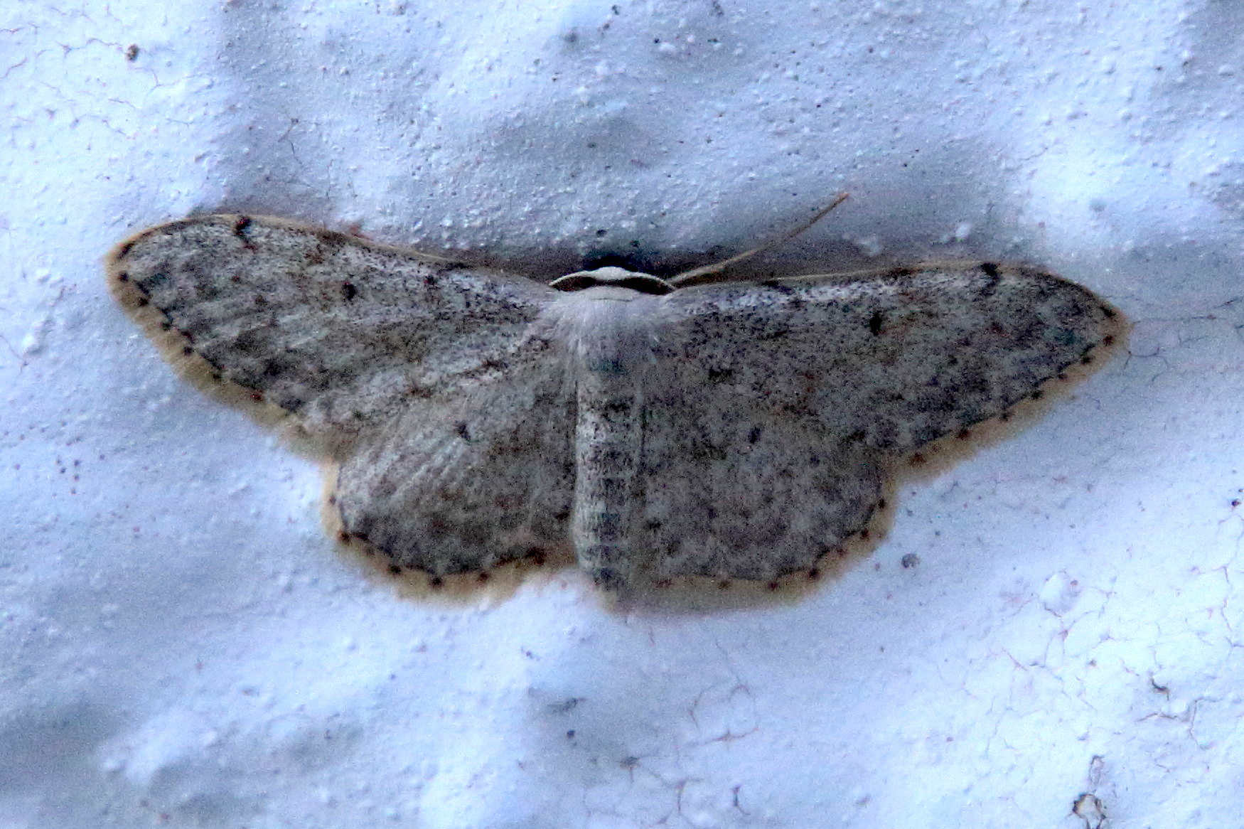 scopula_submutata1bd