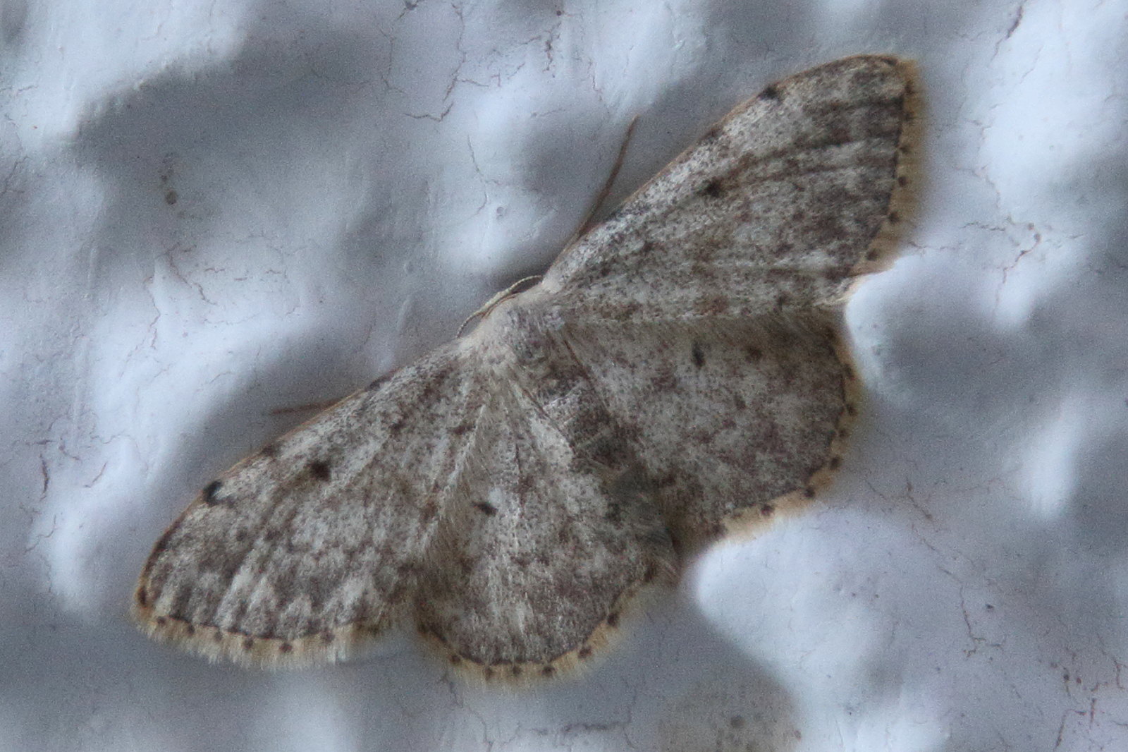 scopula_submutata2bd