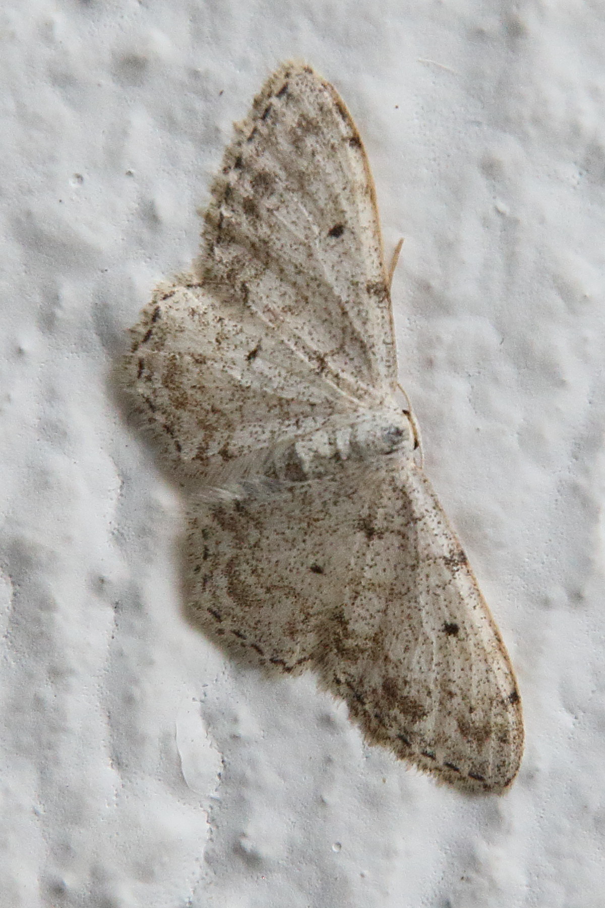 scopula_submutata3bd