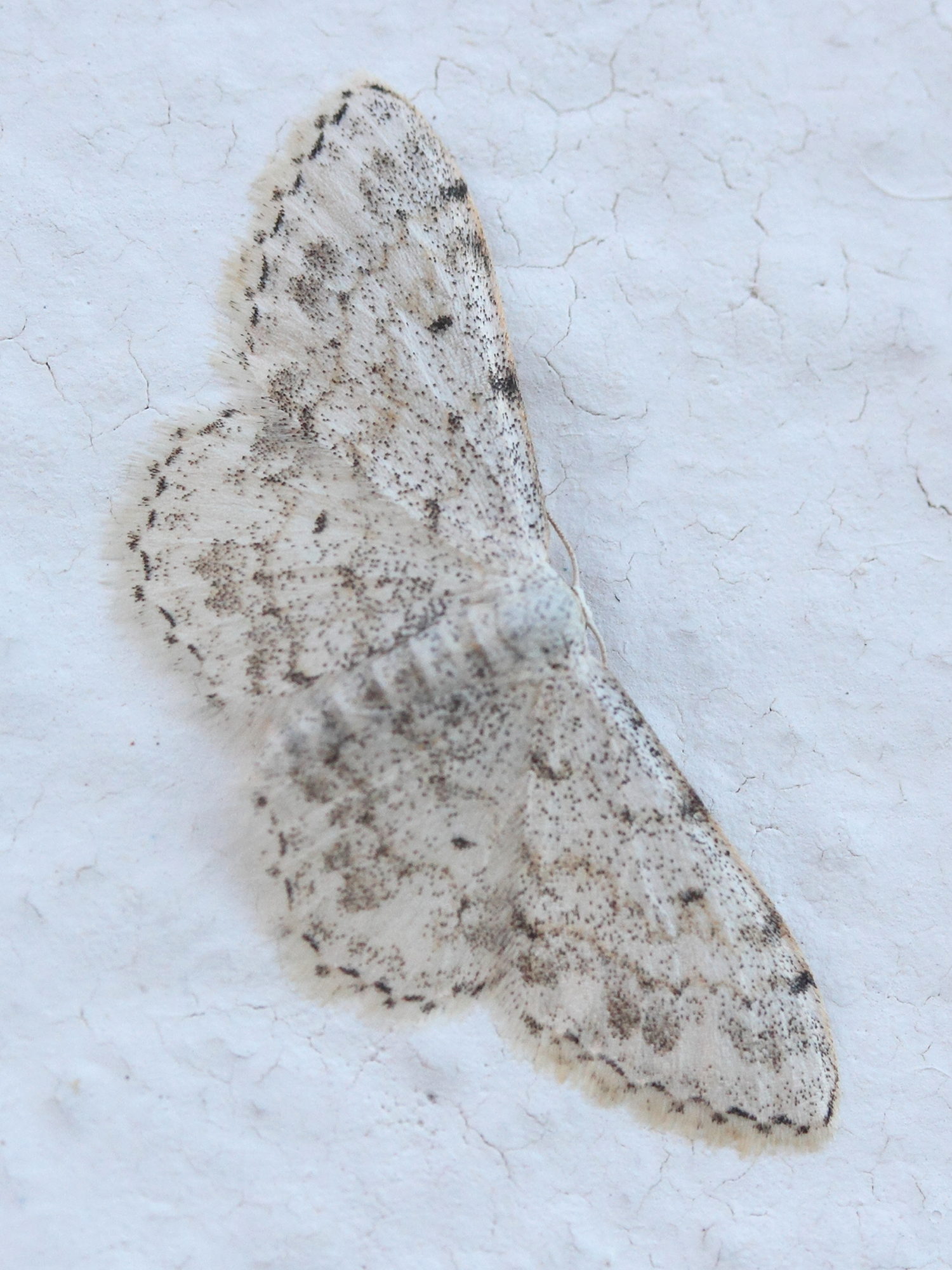 scopula_submutata4md