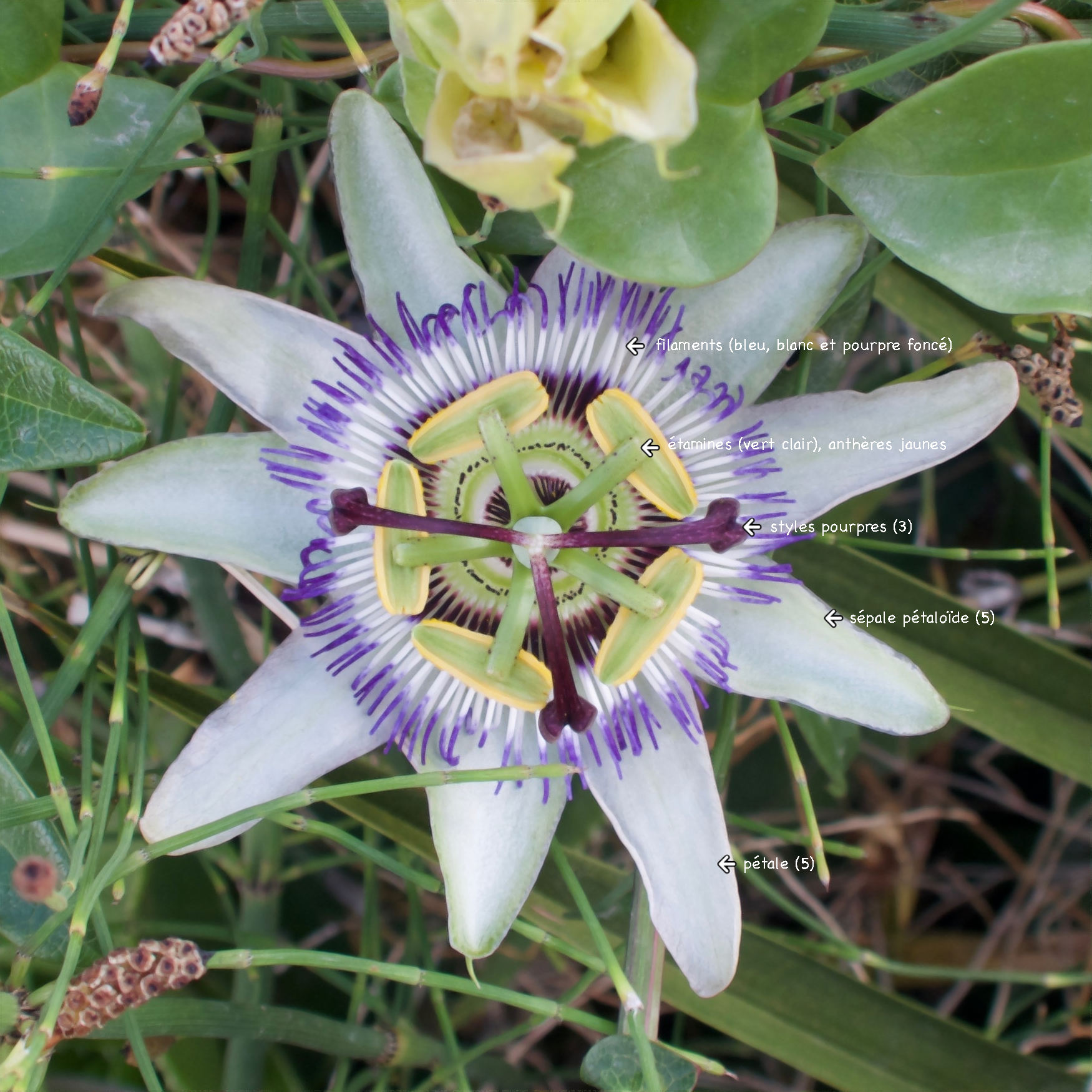 passiflora_caerulea7md