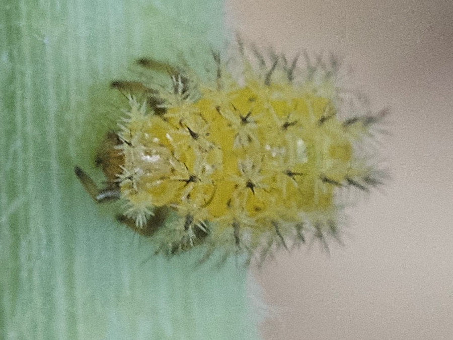 henosepilachna_elaterii1md