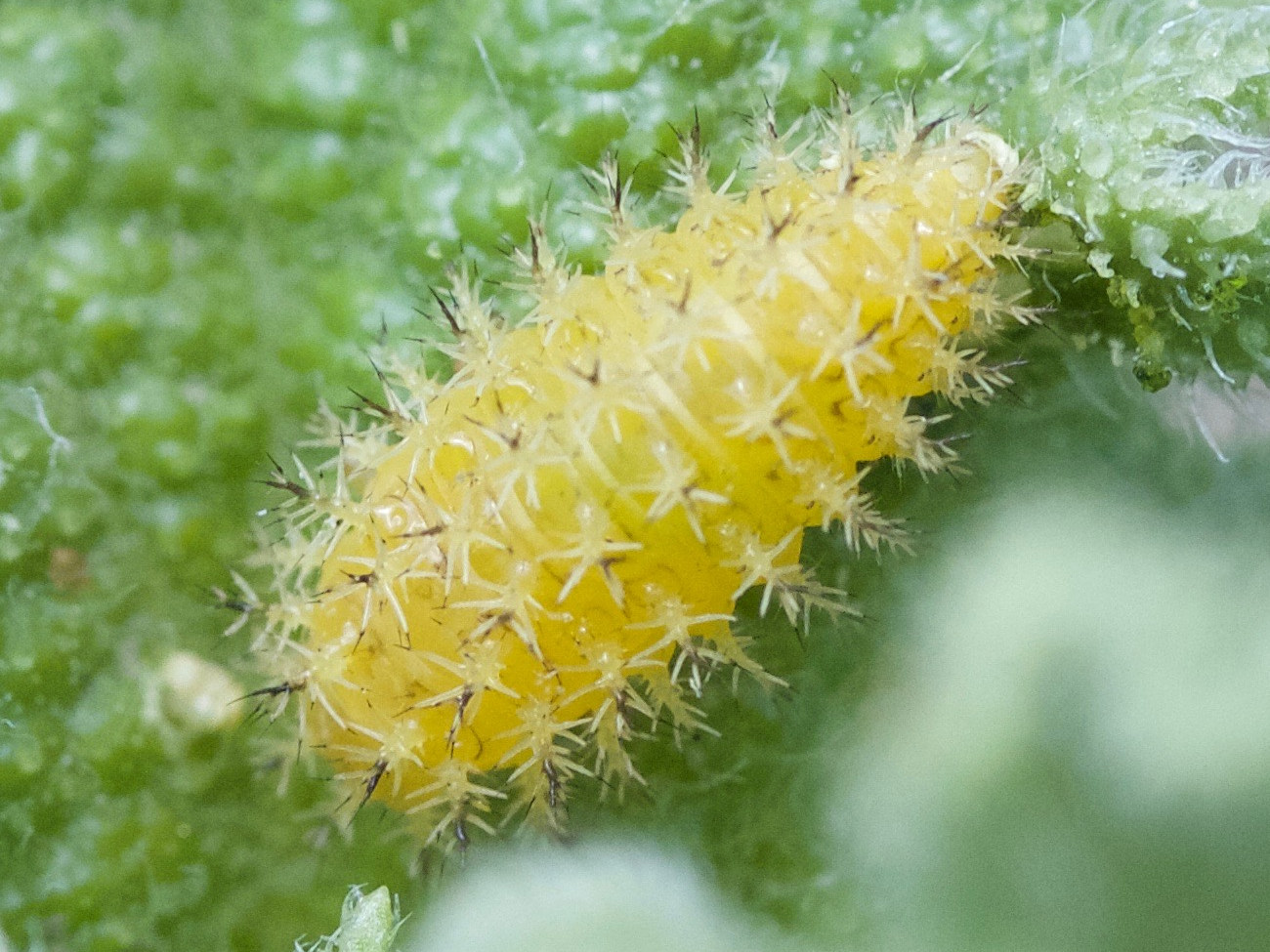 henosepilachna_elaterii2md