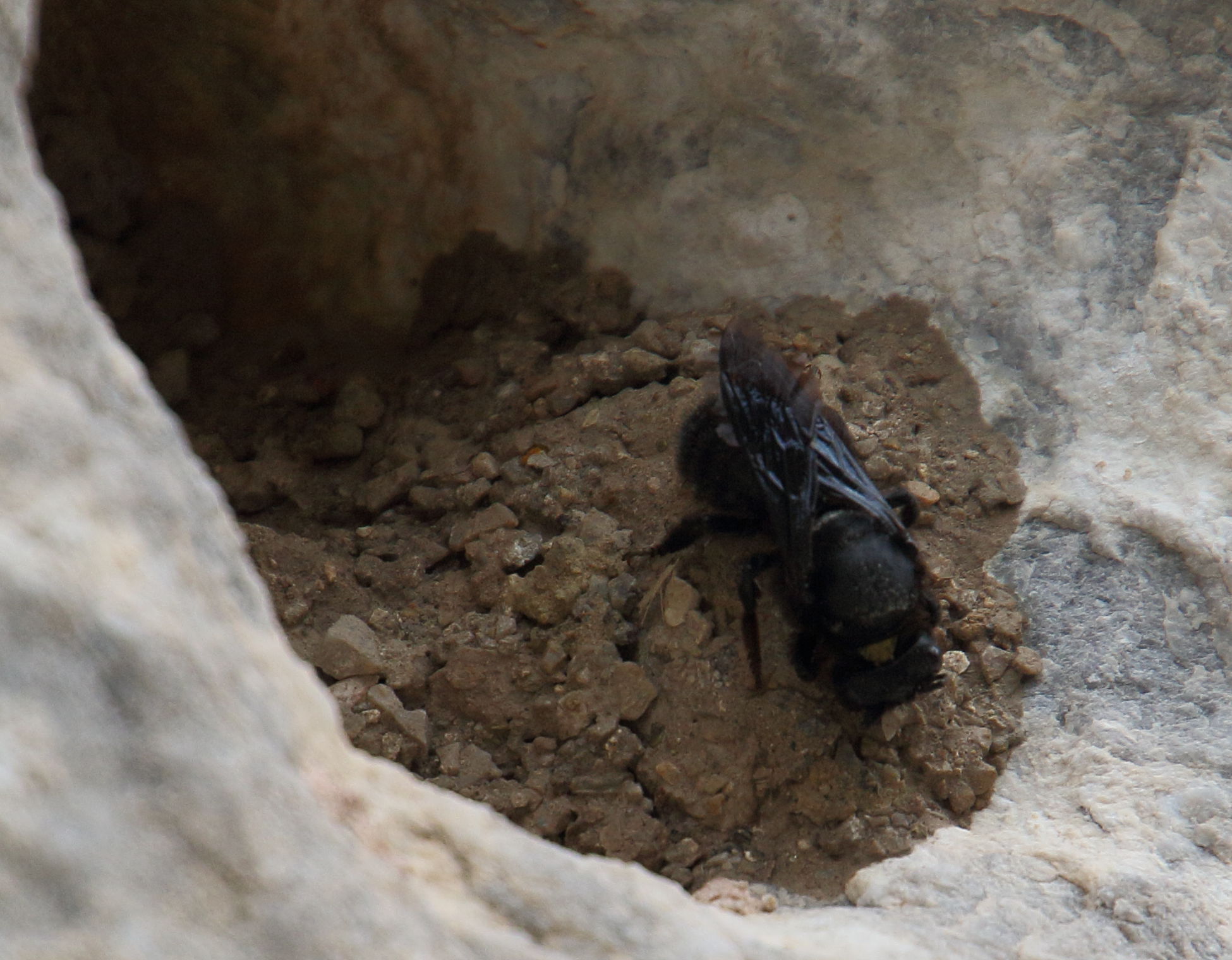 megachile_parietina1bd