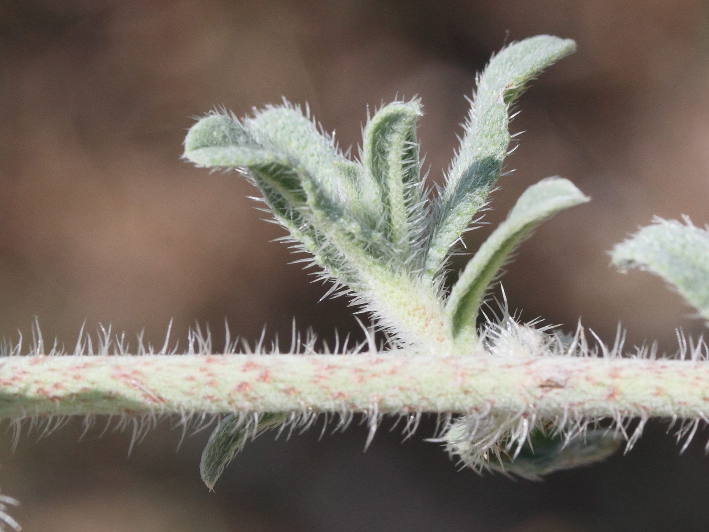 Afficher le média echium_angustidolium3md echium_angustidolium3md