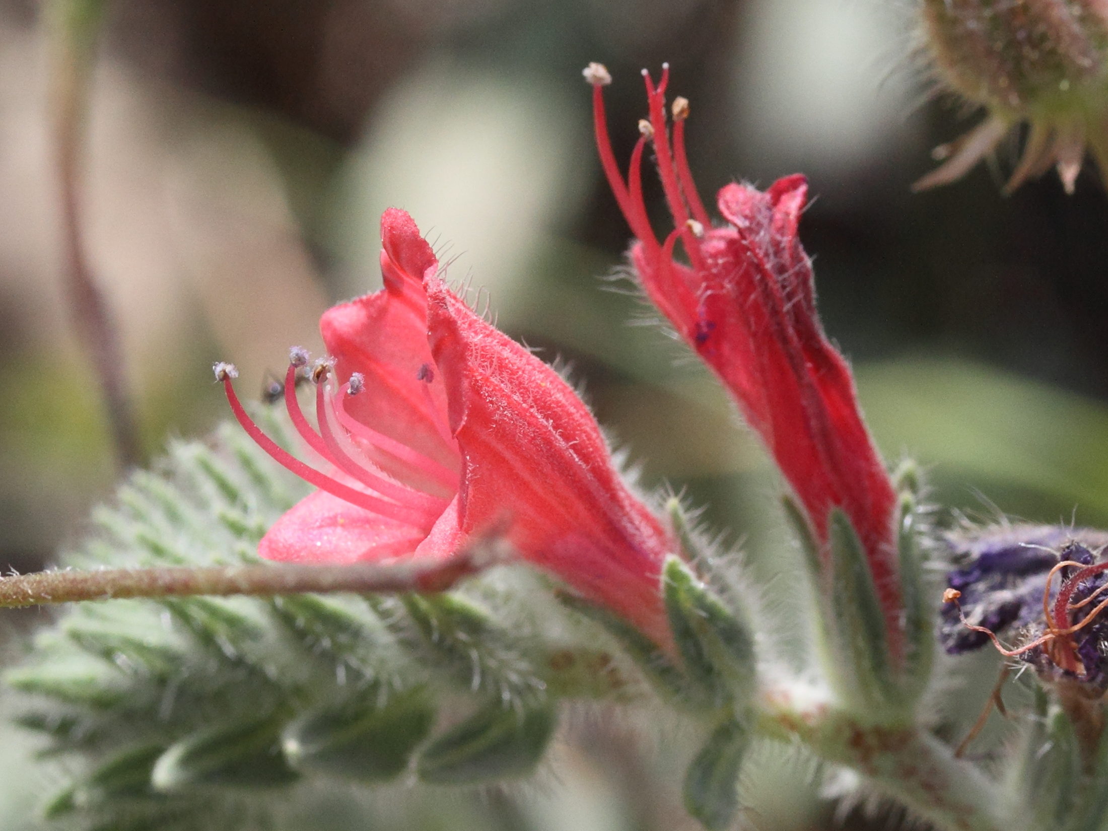 Afficher le média echium_angustidolium4md echium_angustidolium4md