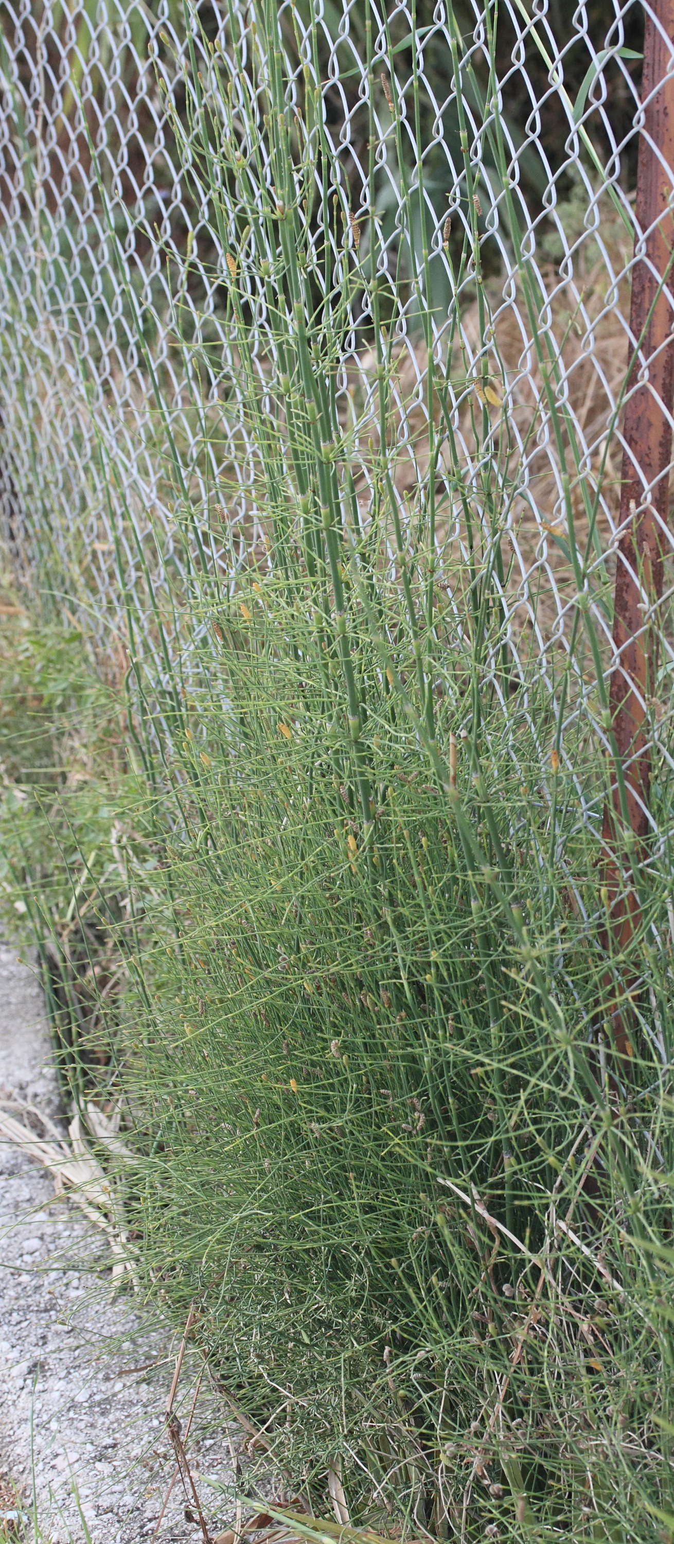 equisetum_ramosissimum2md
