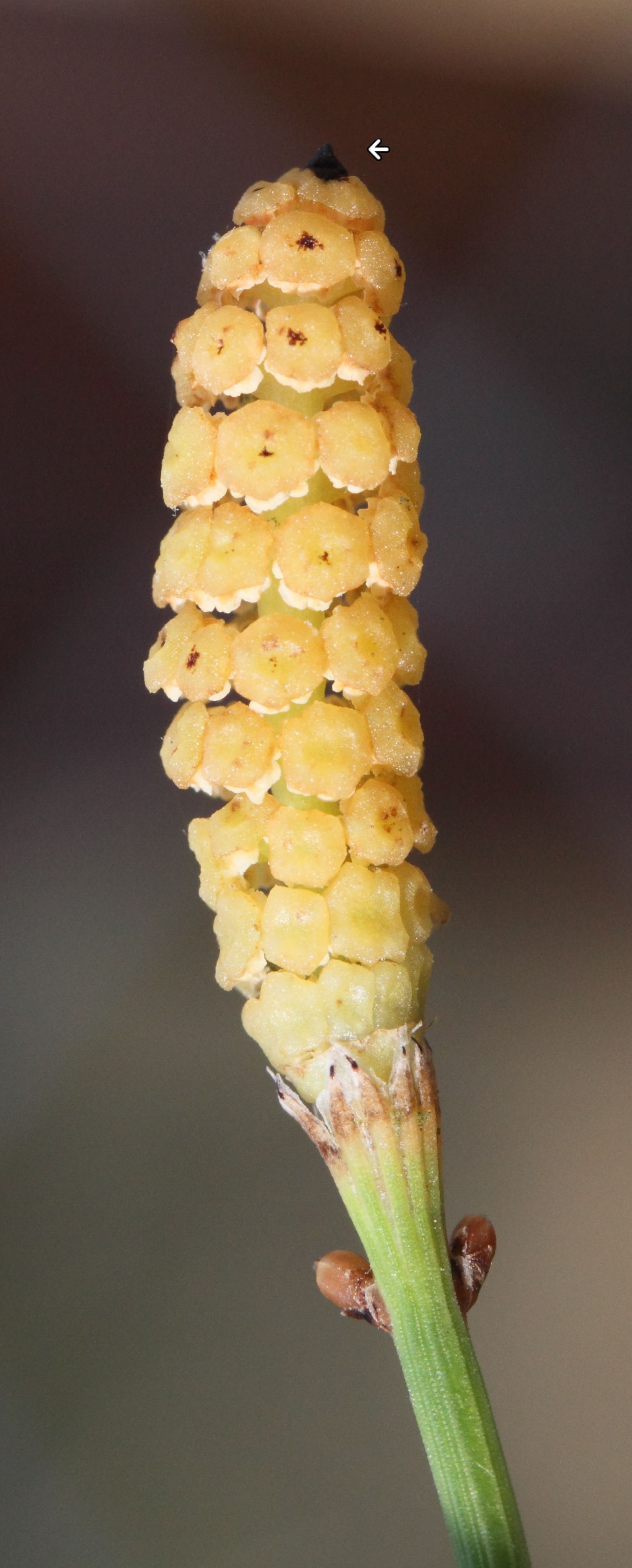 equisetum_ramosissimum3md