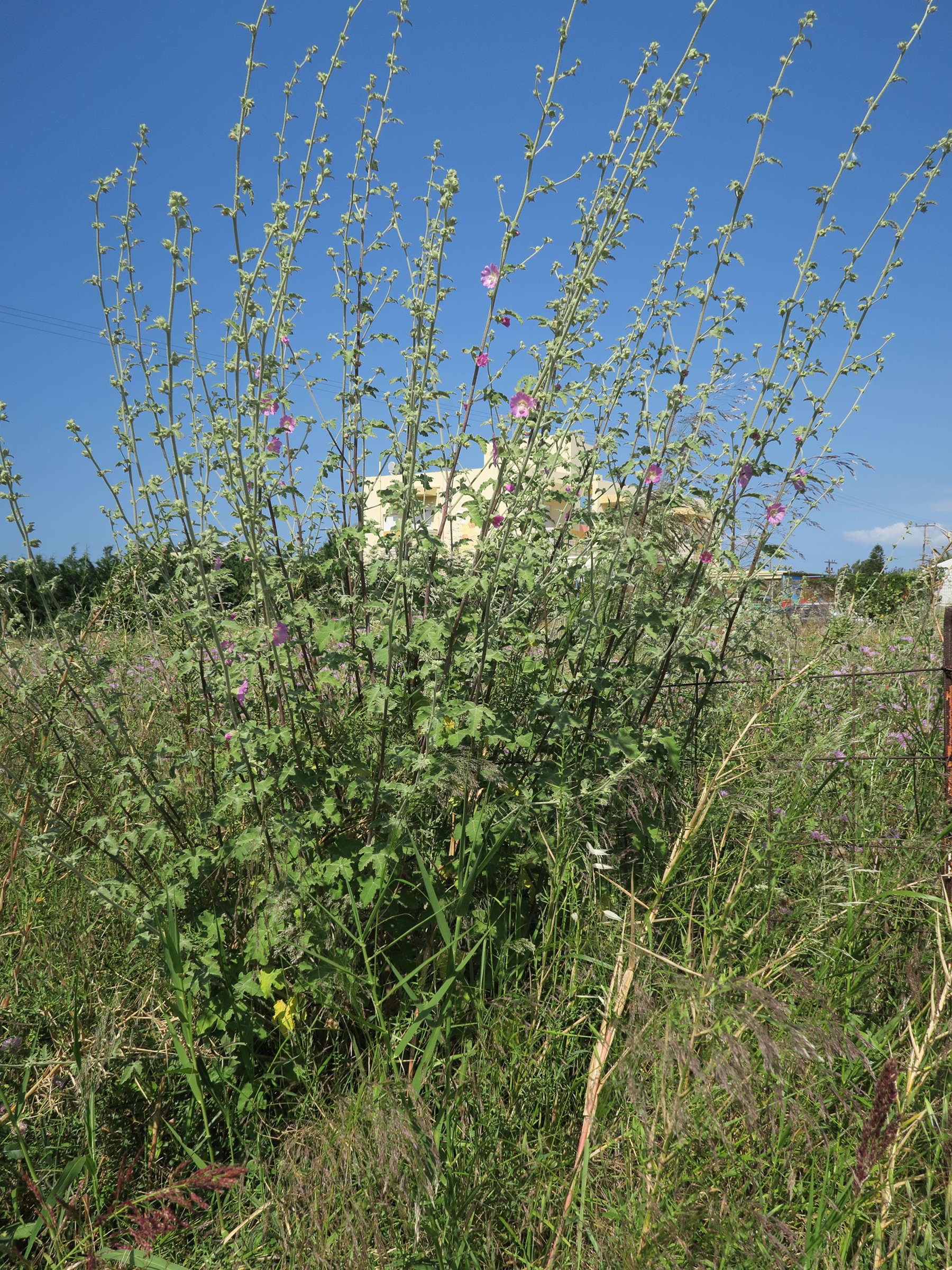Afficher le média lavatera_bryoniifolia1md lavatera_bryoniifolia1md