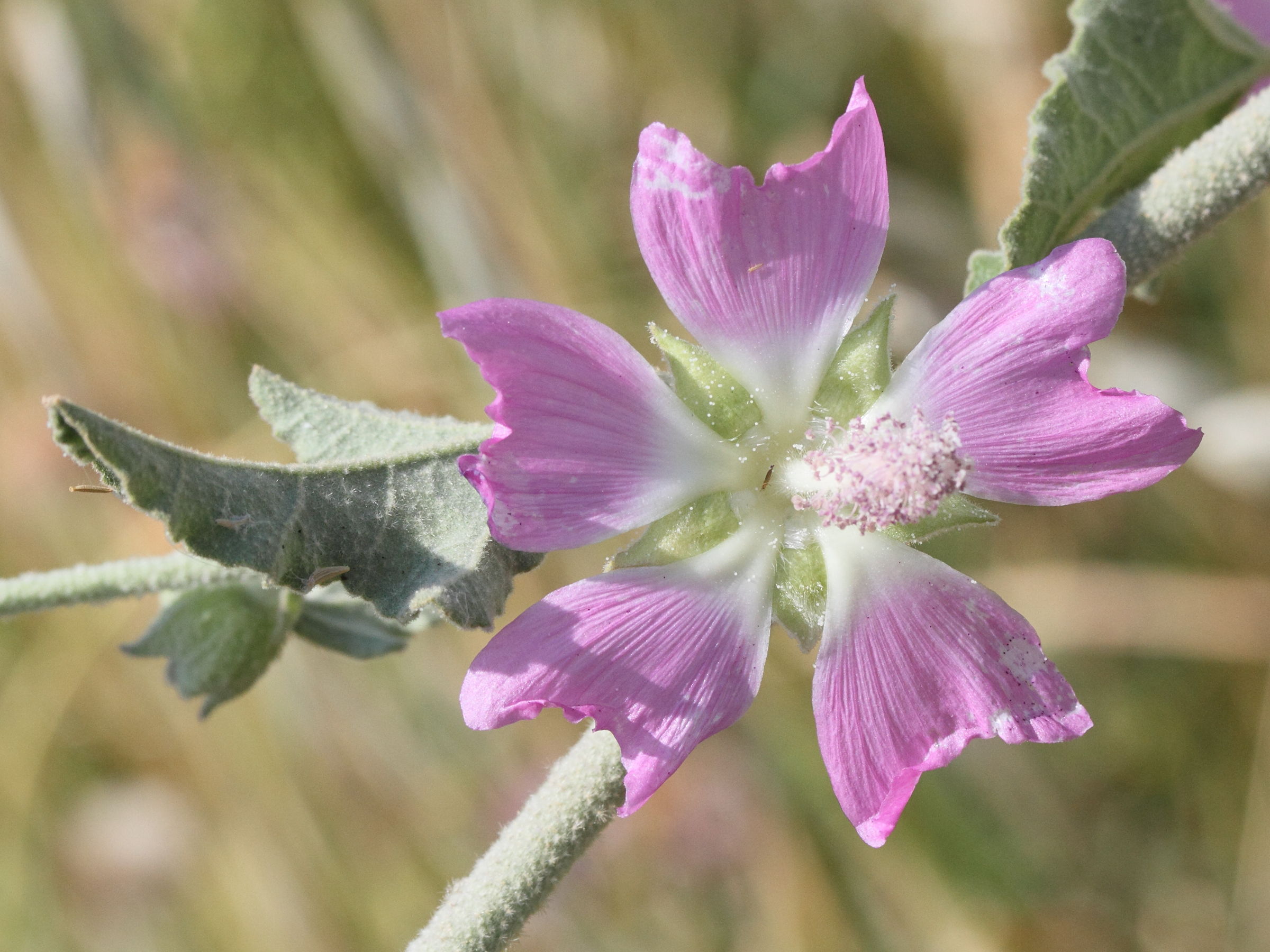 Afficher le média lavatera_bryoniifolia2md lavatera_bryoniifolia2md
