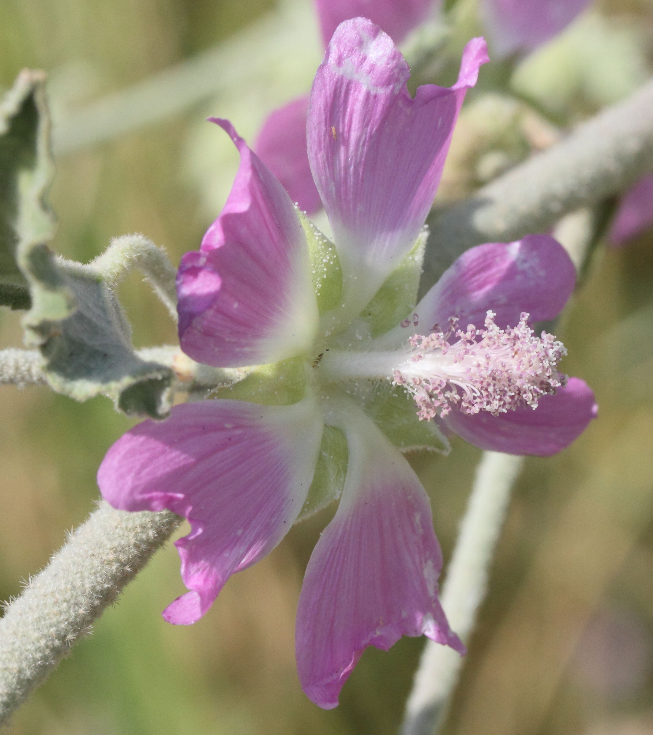 Afficher le média lavatera_bryoniifolia3md lavatera_bryoniifolia3md