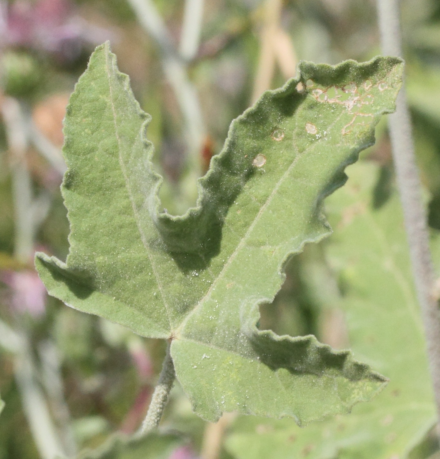 Afficher le média lavatera_bryoniifolia4md lavatera_bryoniifolia4md
