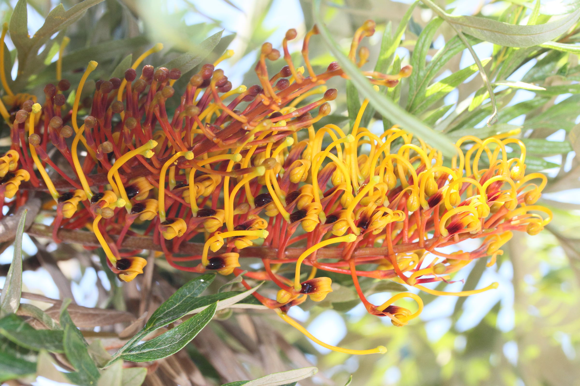 grevillea_robusta9md