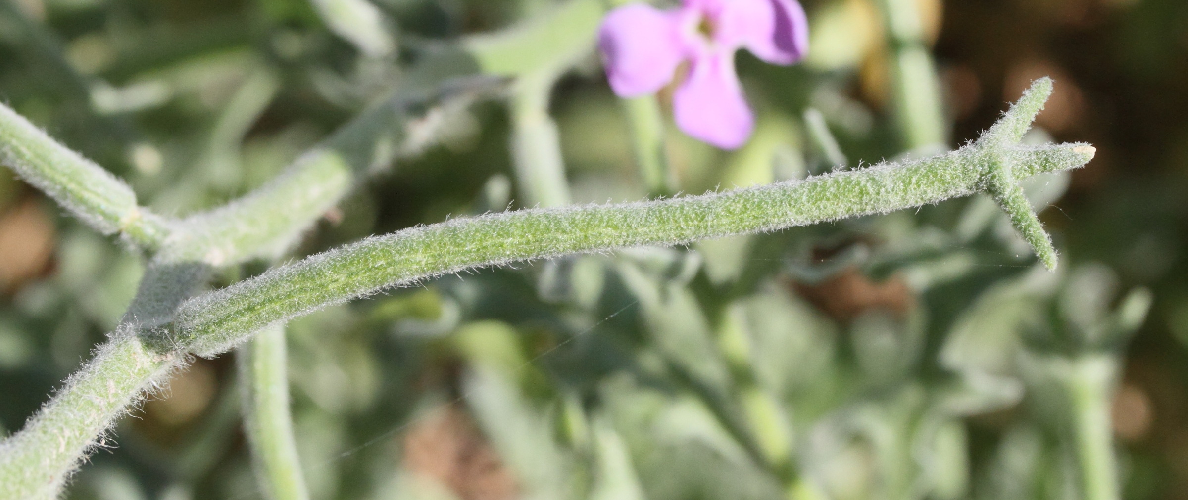 matthiola_tricuspidata4md