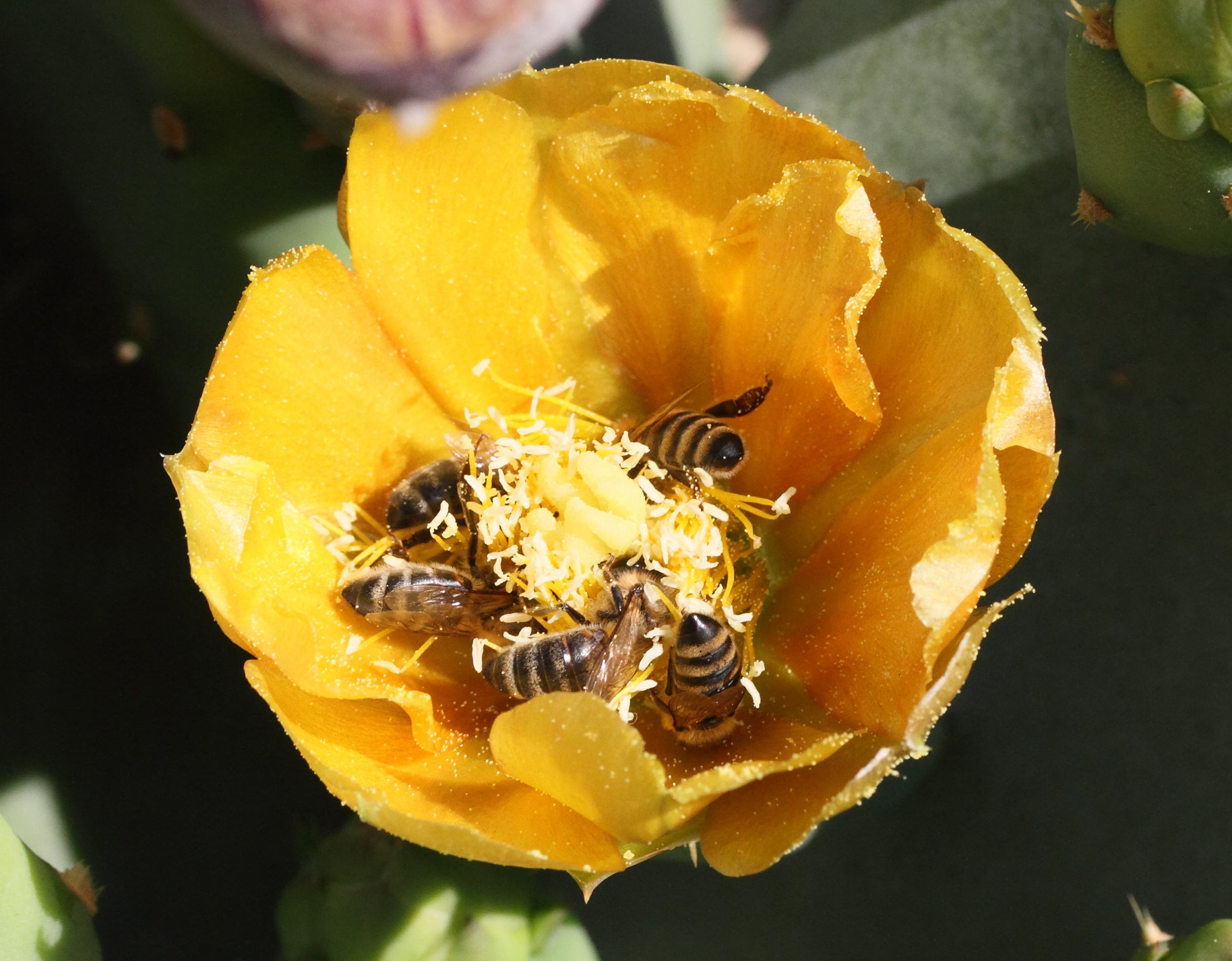 opuntia_ficus-indica6md