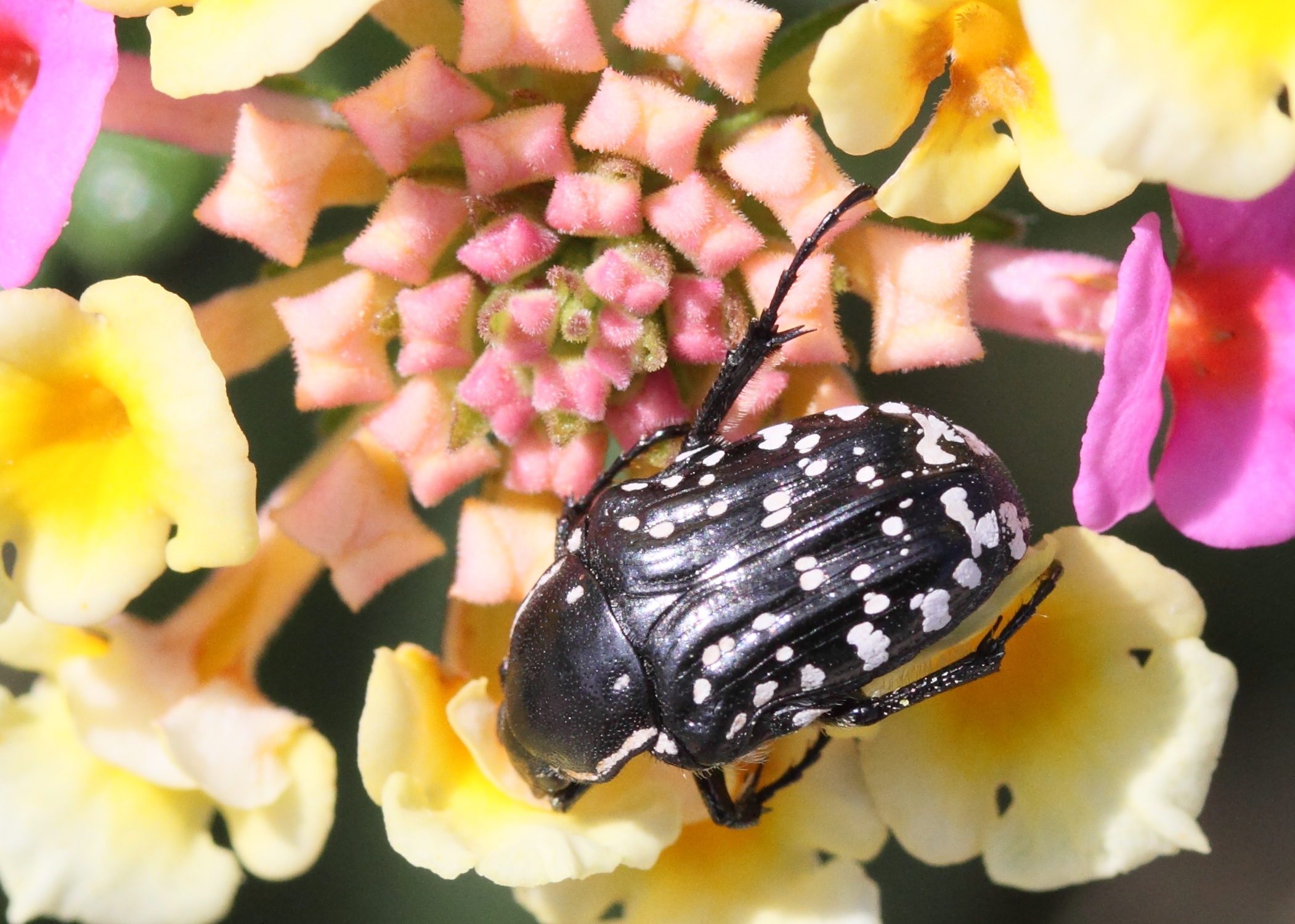 oxythyrea_cinctella3md