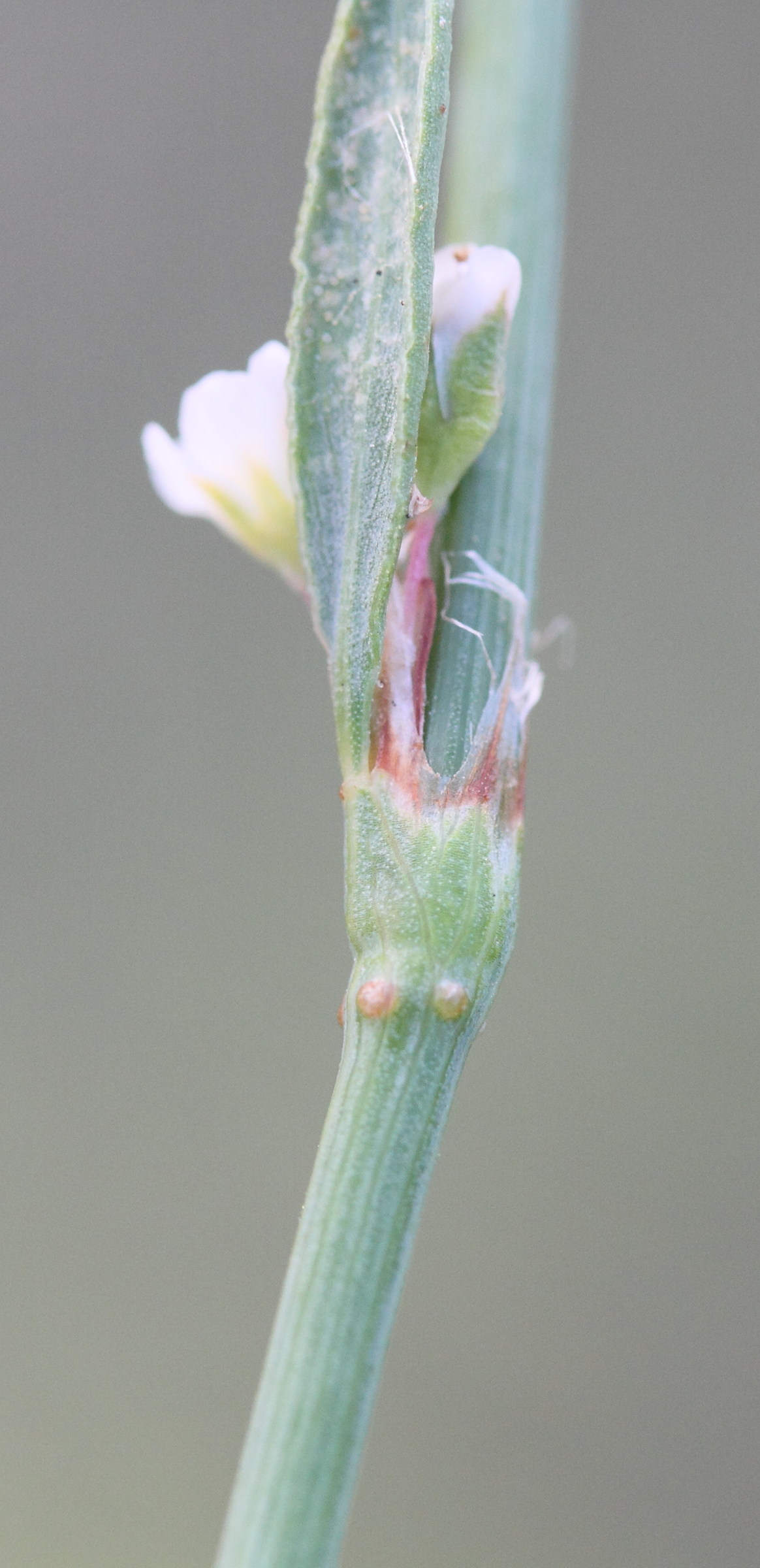 Afficher le média polygonum_equisetiforme6md polygonum_equisetiforme6md