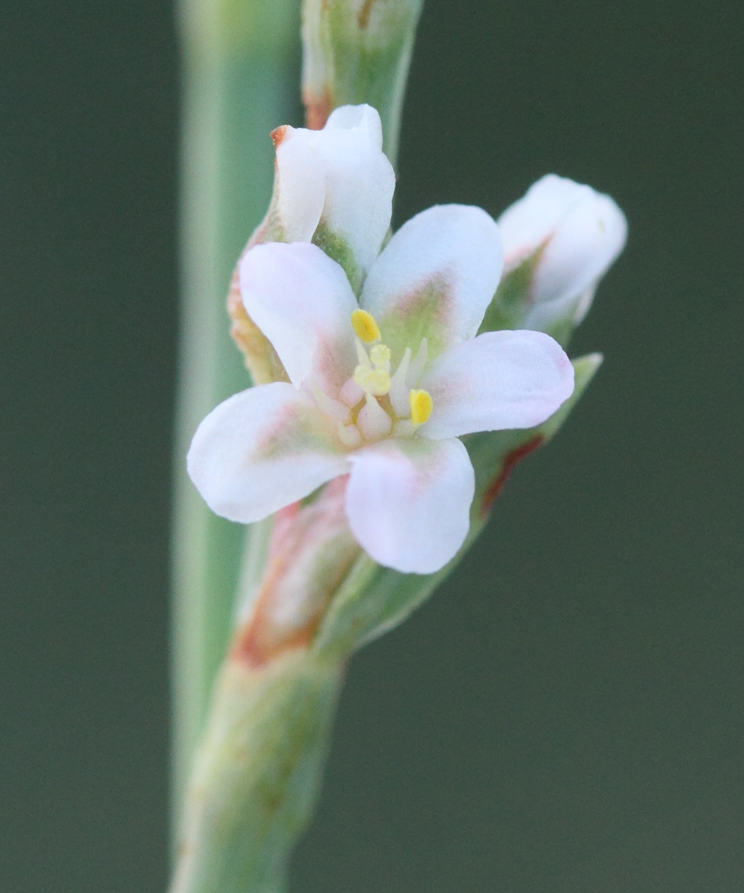 Afficher le média polygonum_equisetiforme7md polygonum_equisetiforme7md