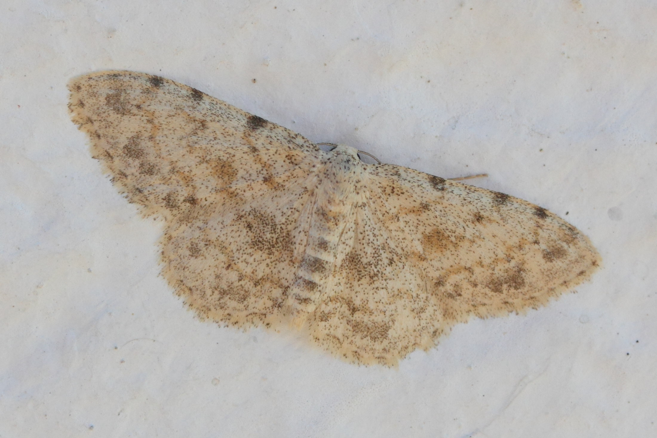 scopula_confinaria1md