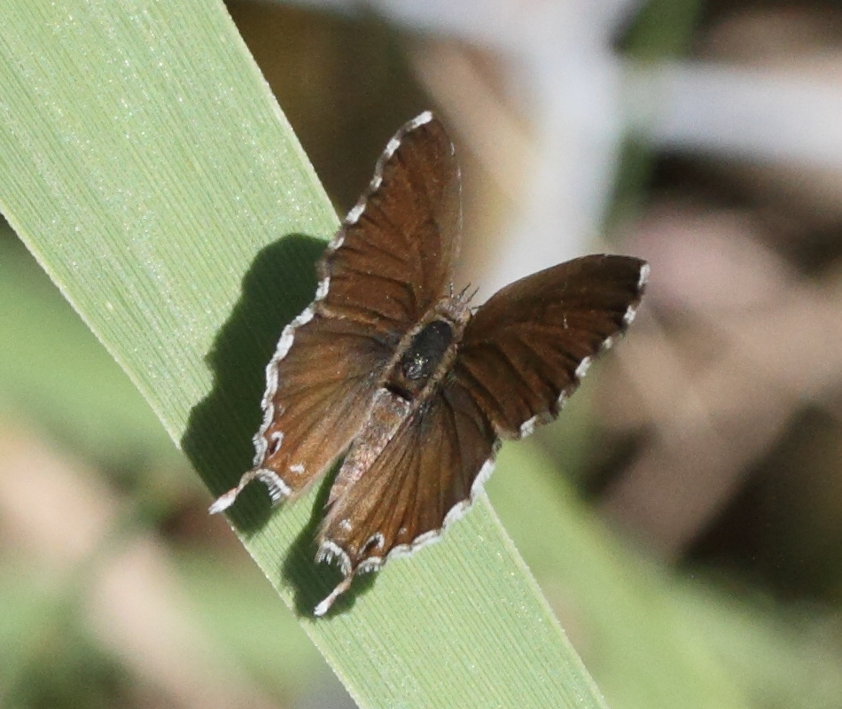 cacyreus_marshalli1md