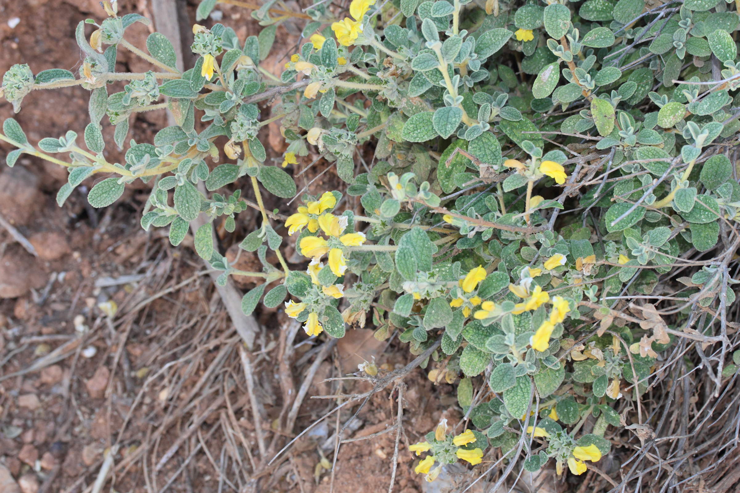 phlomis_lanata1md