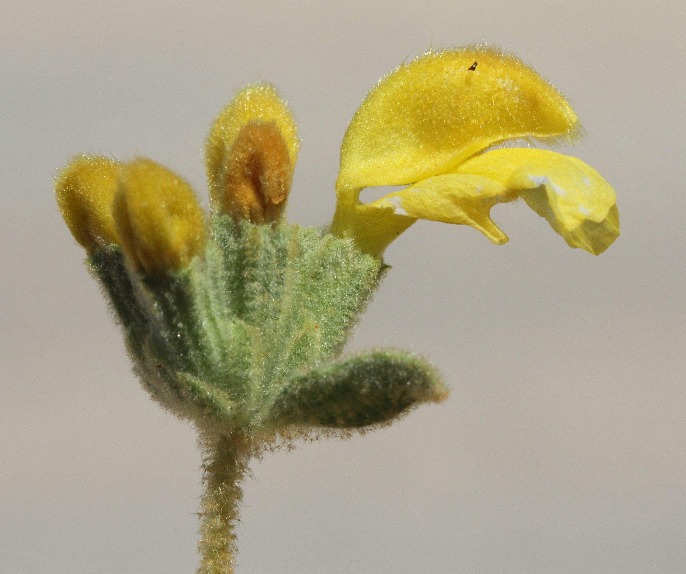 phlomis_lanata3md