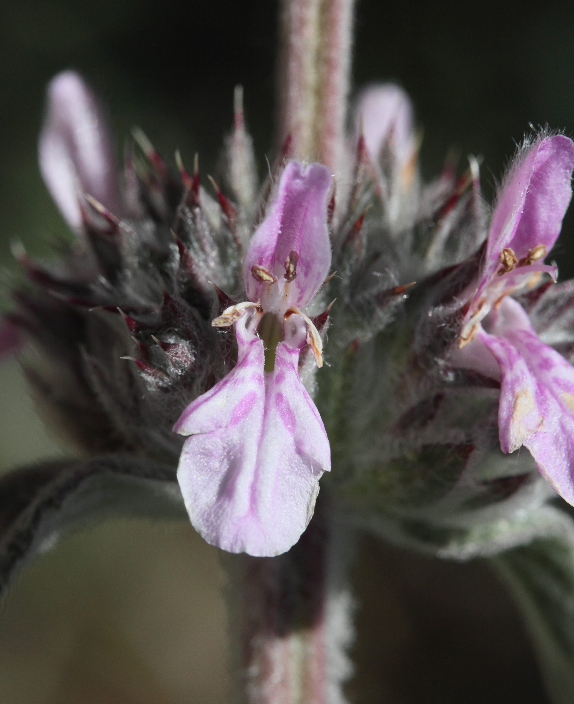Afficher le média stachys_cretica1md stachys_cretica1md