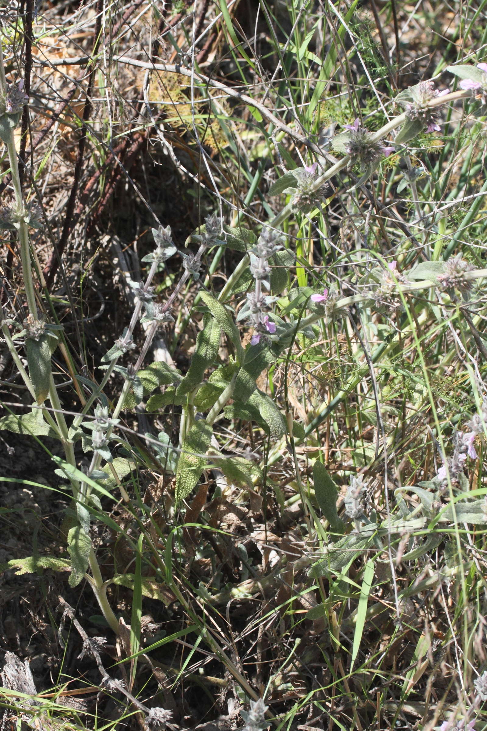 Afficher le média stachys_cretica3md stachys_cretica3md