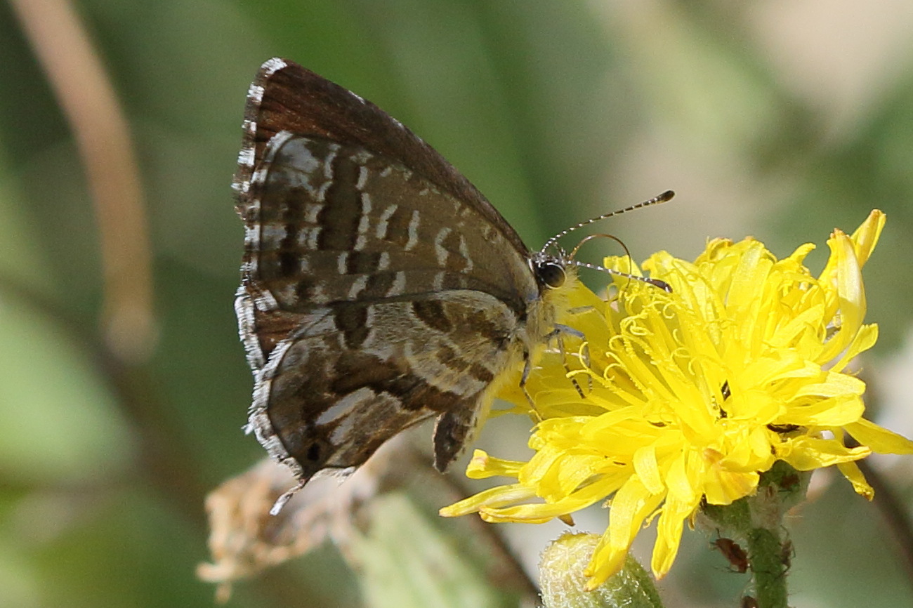 cacyreus_marshalli2bd