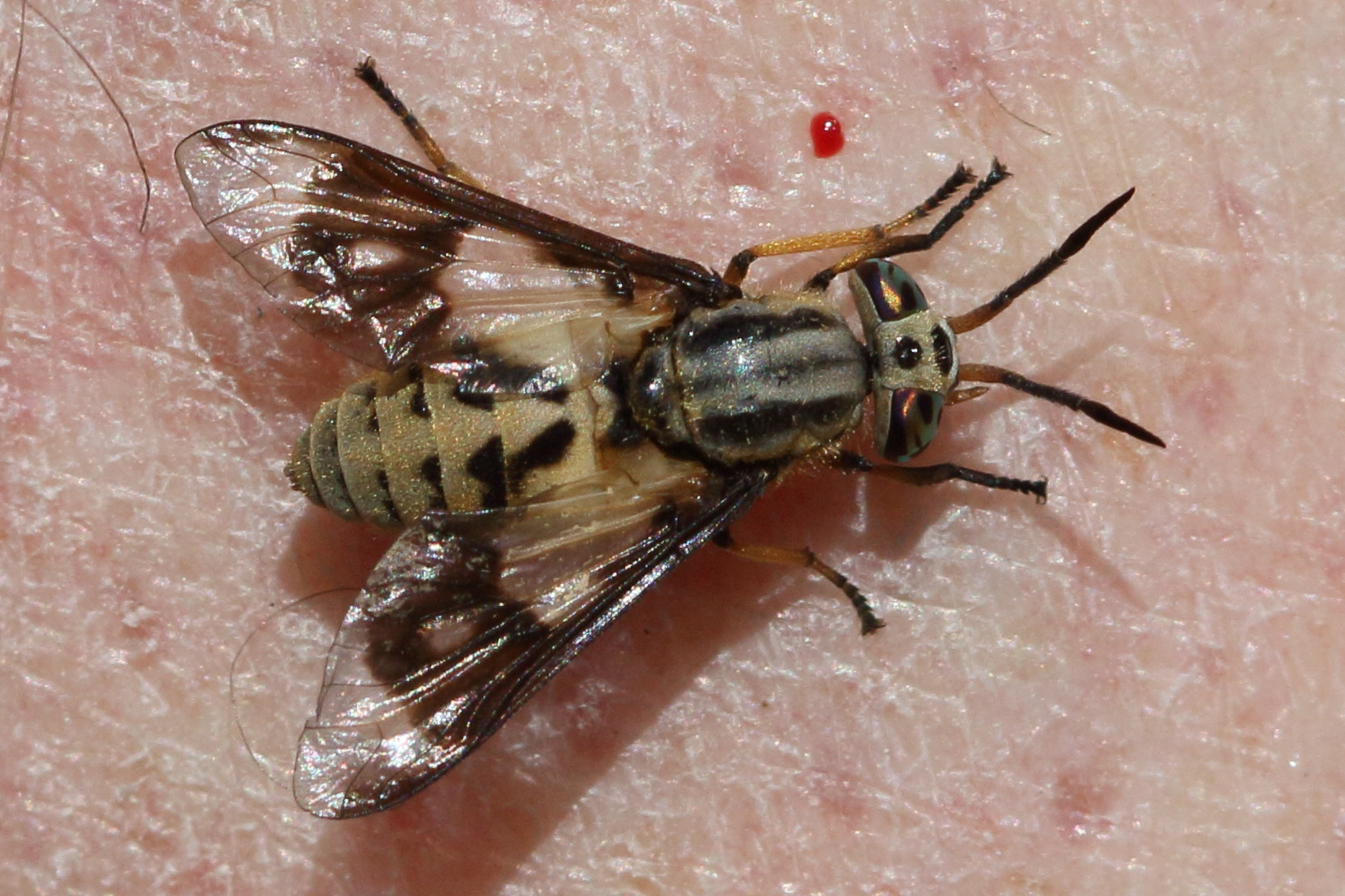 chrysops_italicus1bd