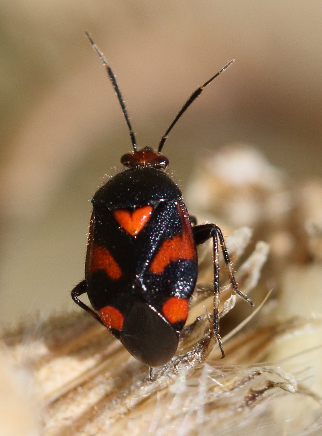 deraeocoris_schach1bd