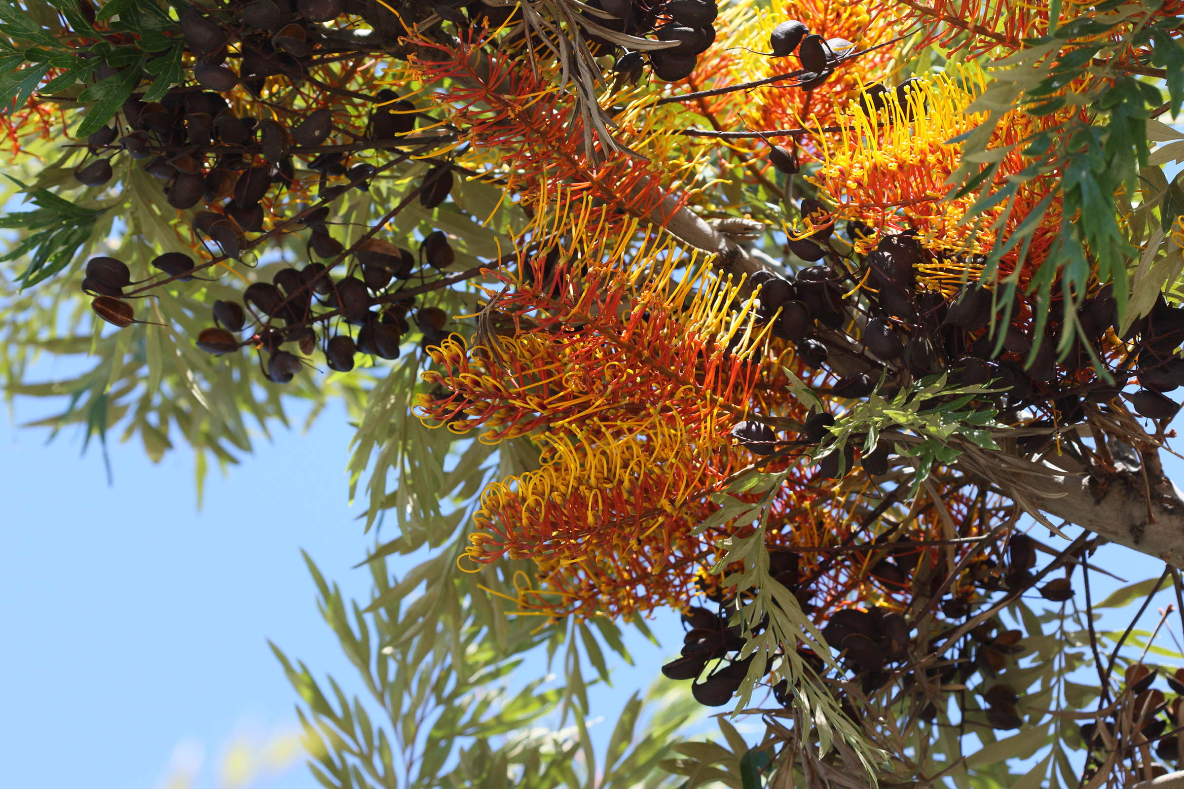 grevillea_robusta10bd