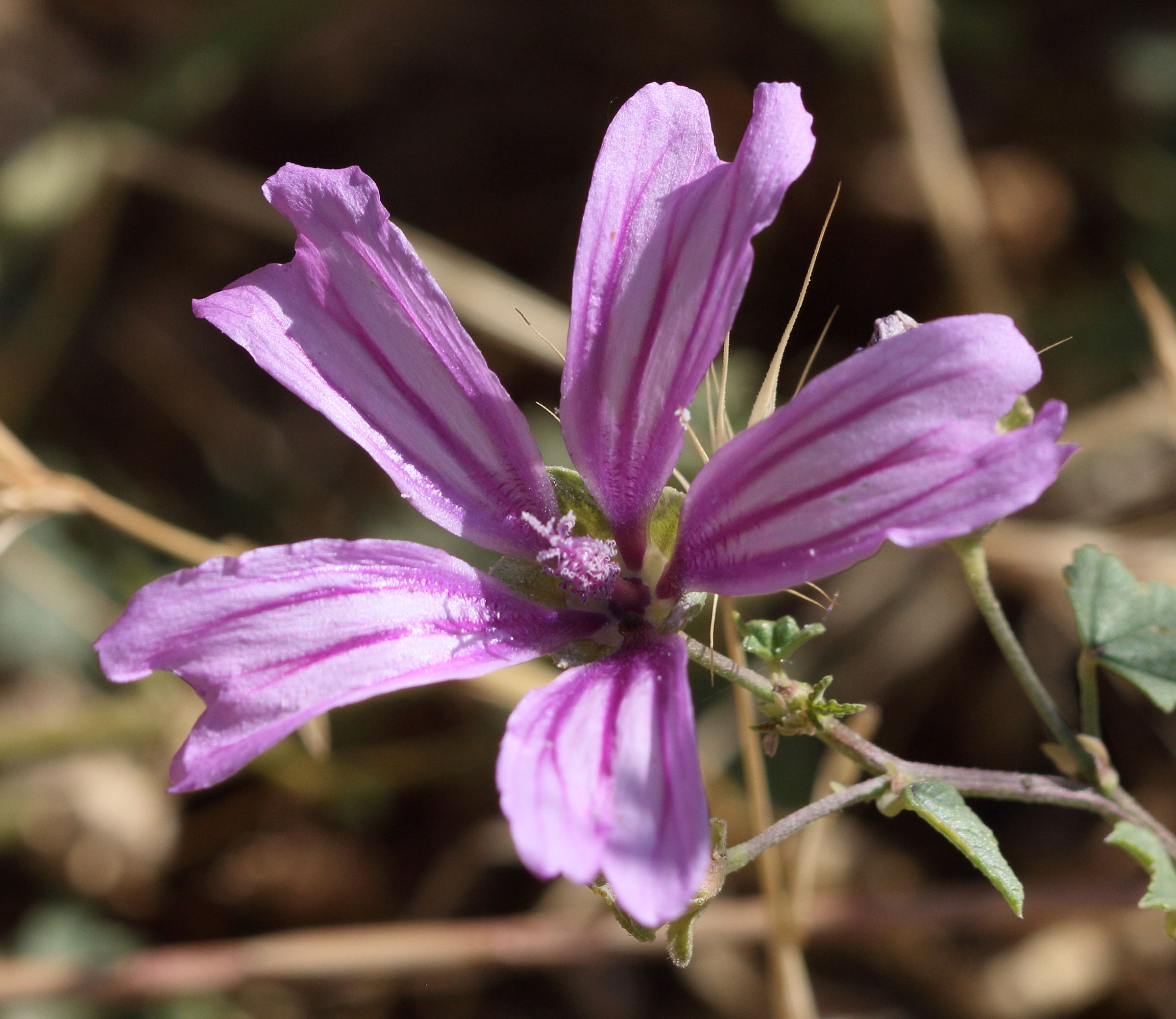 malva_nicaeensis2bd