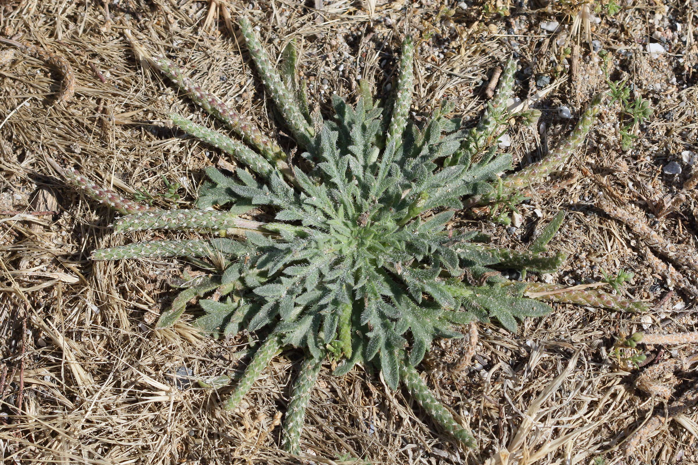 plantago_weldenii1bd