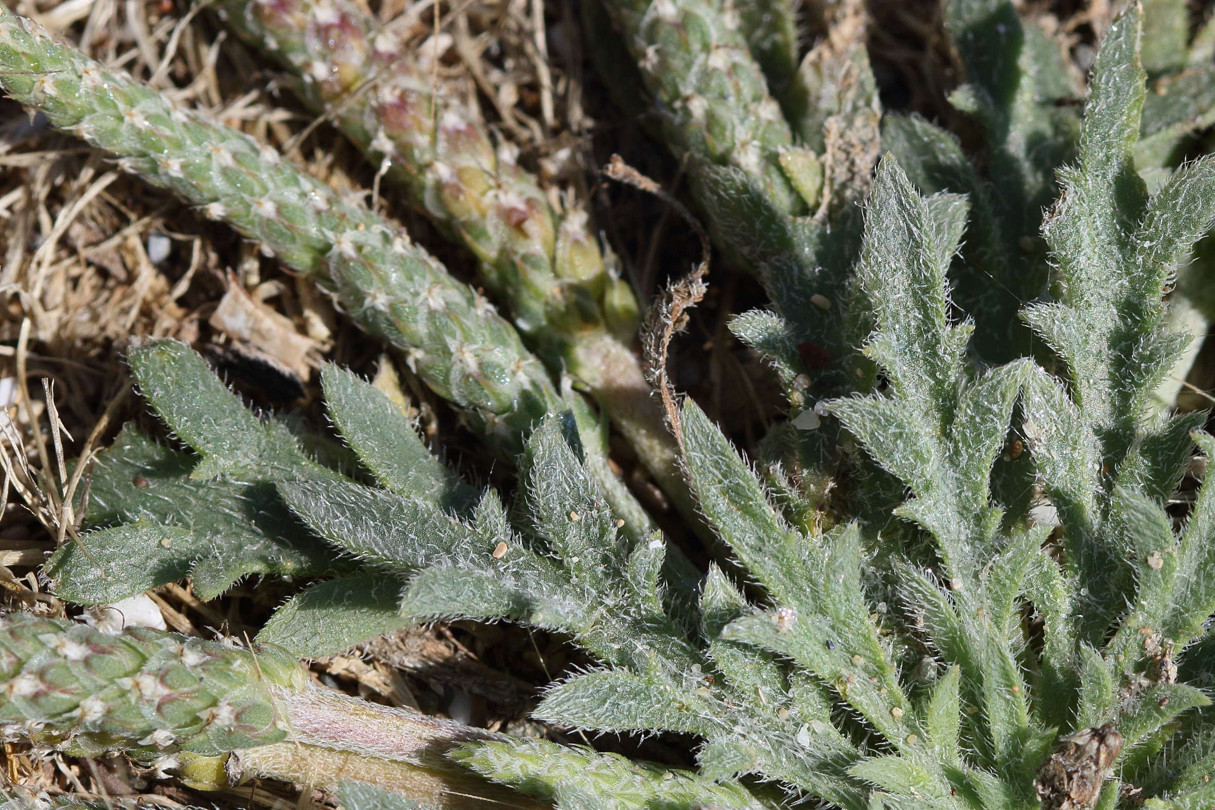 plantago_weldenii2bd