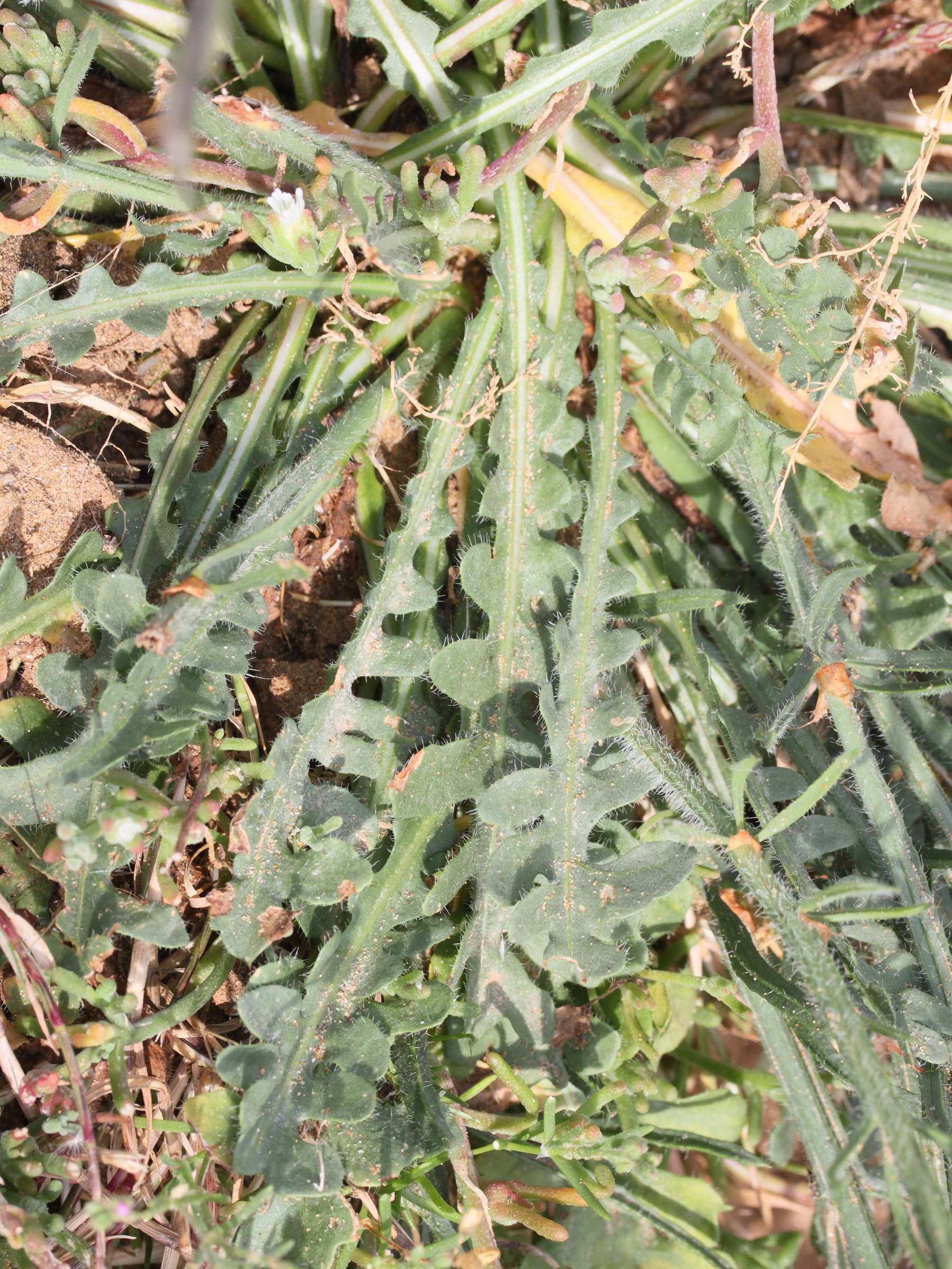 limonium_sinuatum5md