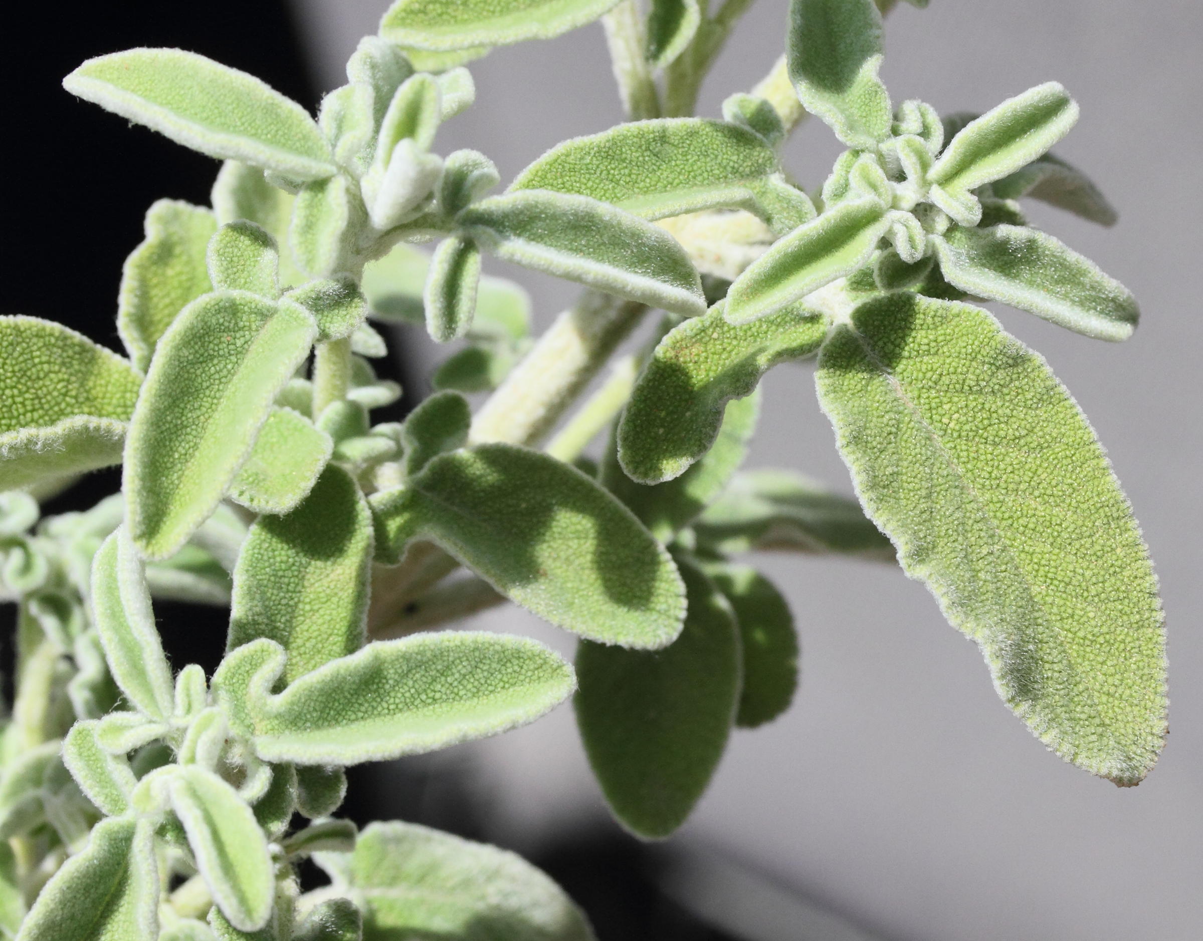 Afficher le média salvia_fruticosa4md salvia_fruticosa4md