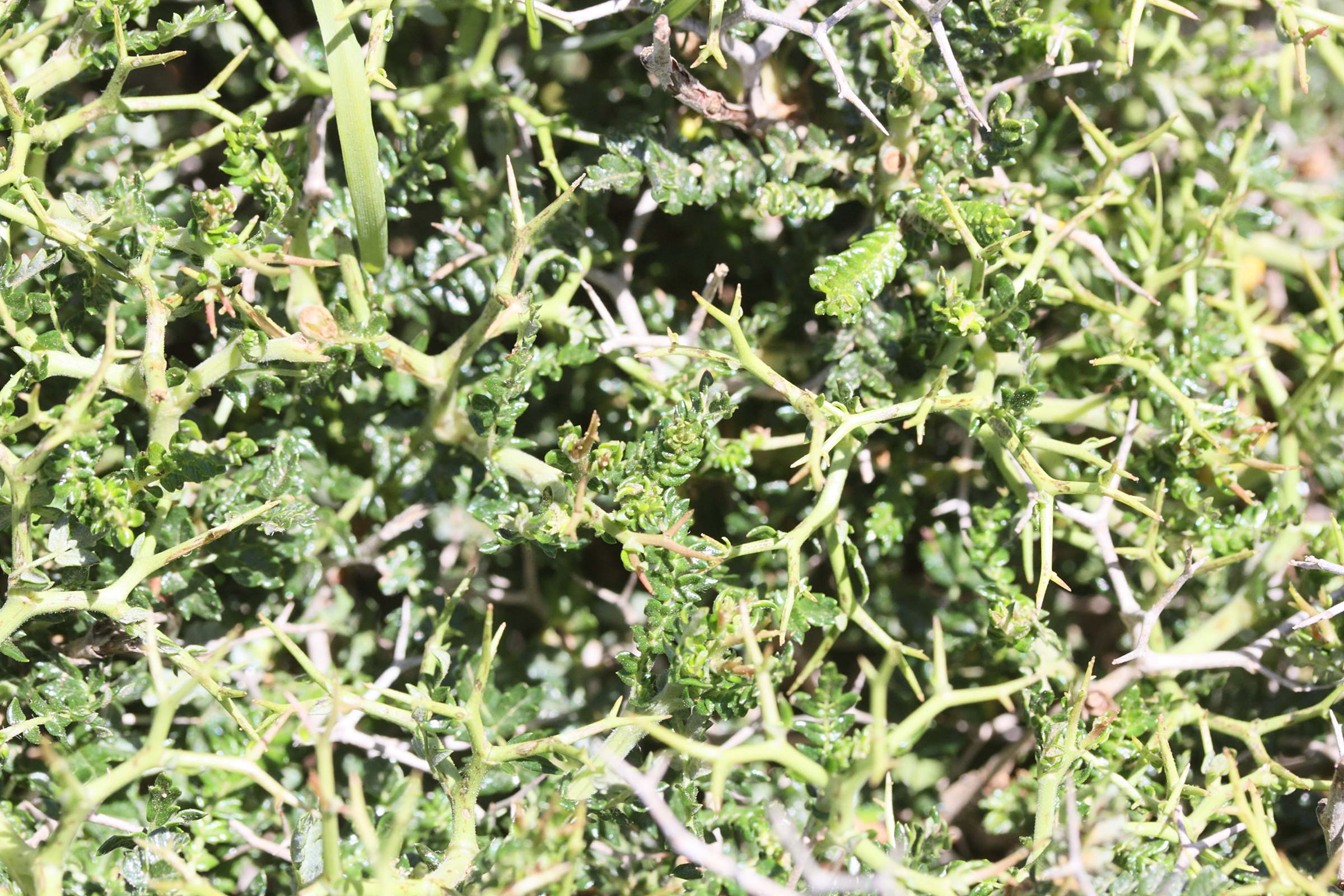 sarcopoterium_spinosum9md